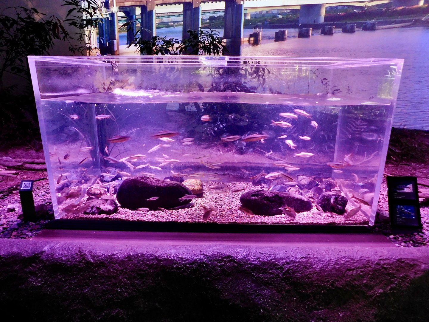 Tama River Midstream Tank - Kawasui Kawasaki Aquarium October 8, 2025