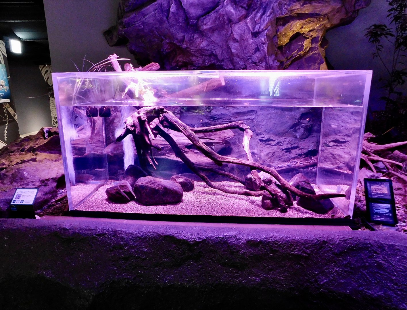 Tama River Upstream Tank - Kawasui Kawasaki Aquarium October 8, 2025