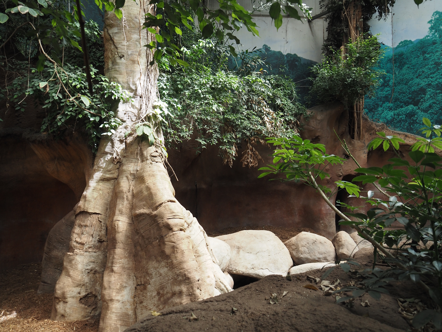 Taman Indah - Indian rhinoceros indoor exhibit, 2024-06-30