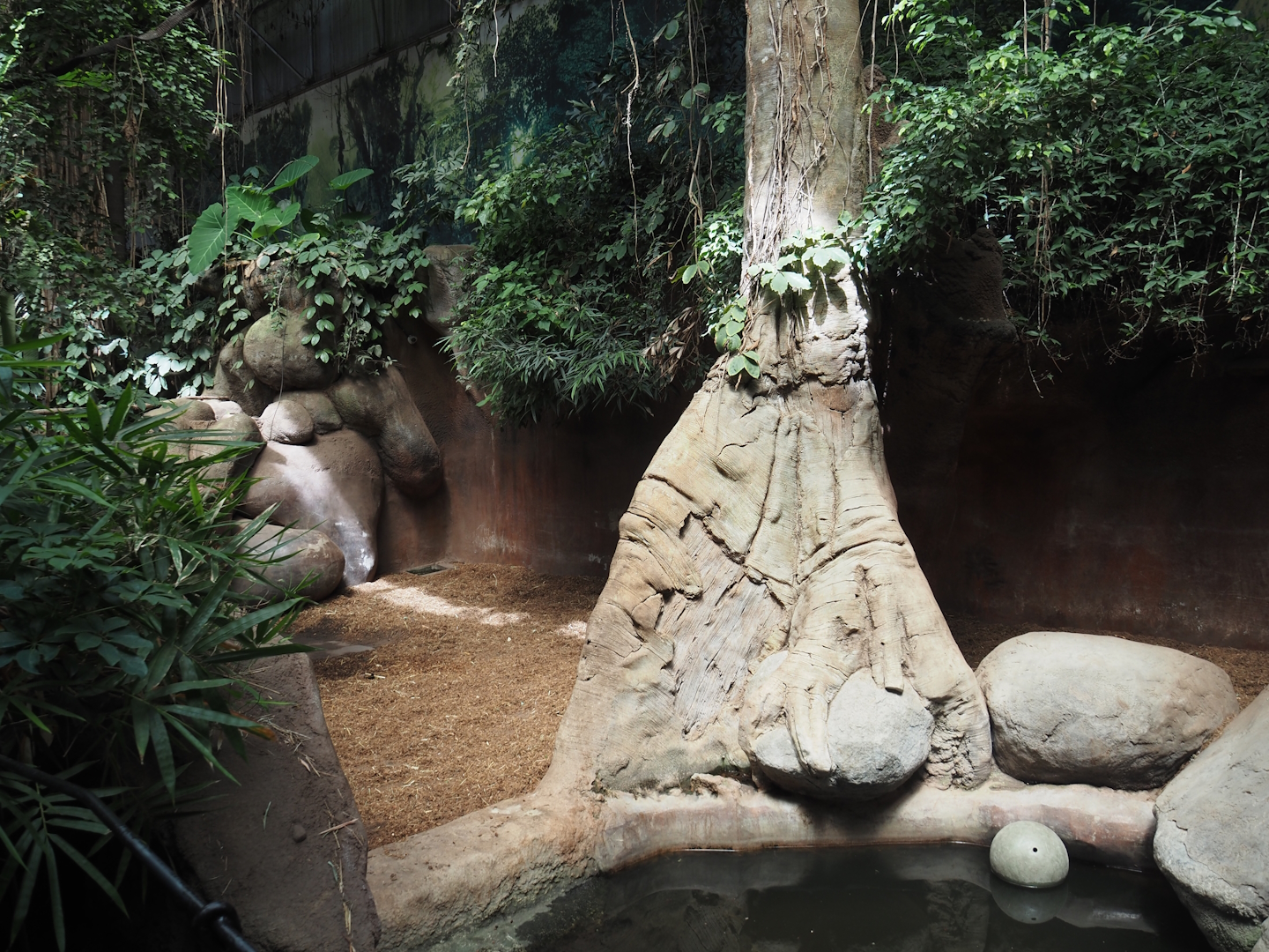 Taman Indah - Indian rhinoceros indoor exhibit, 2024-06-30