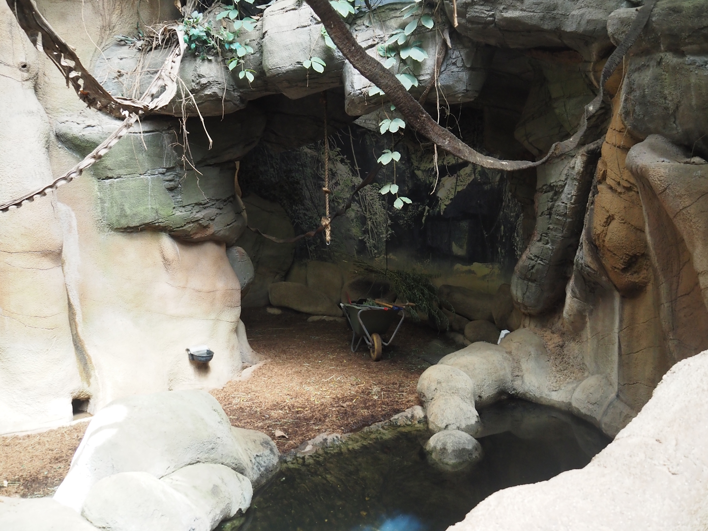 Taman Indah - Malayan tapir indoor exhibit, 2024-06-30
