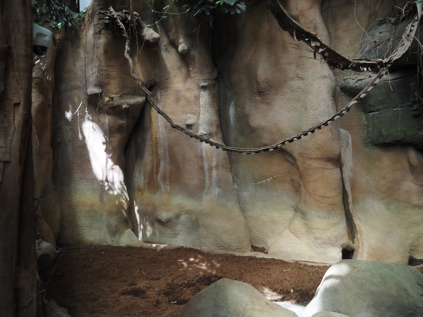 Taman Indah - Malayan tapir indoor exhibit, 2024-06-30