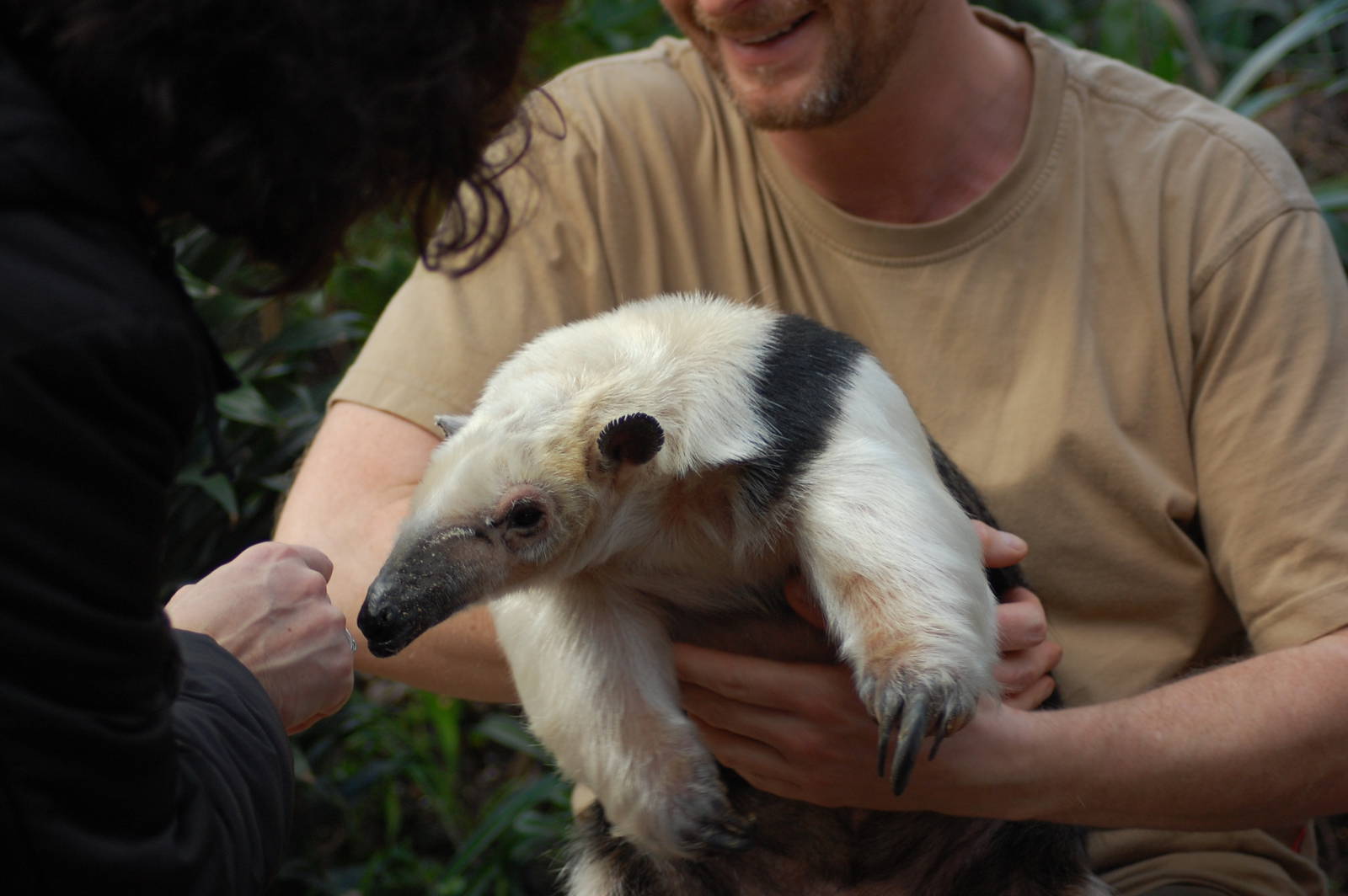 tamandua 08-01-2011