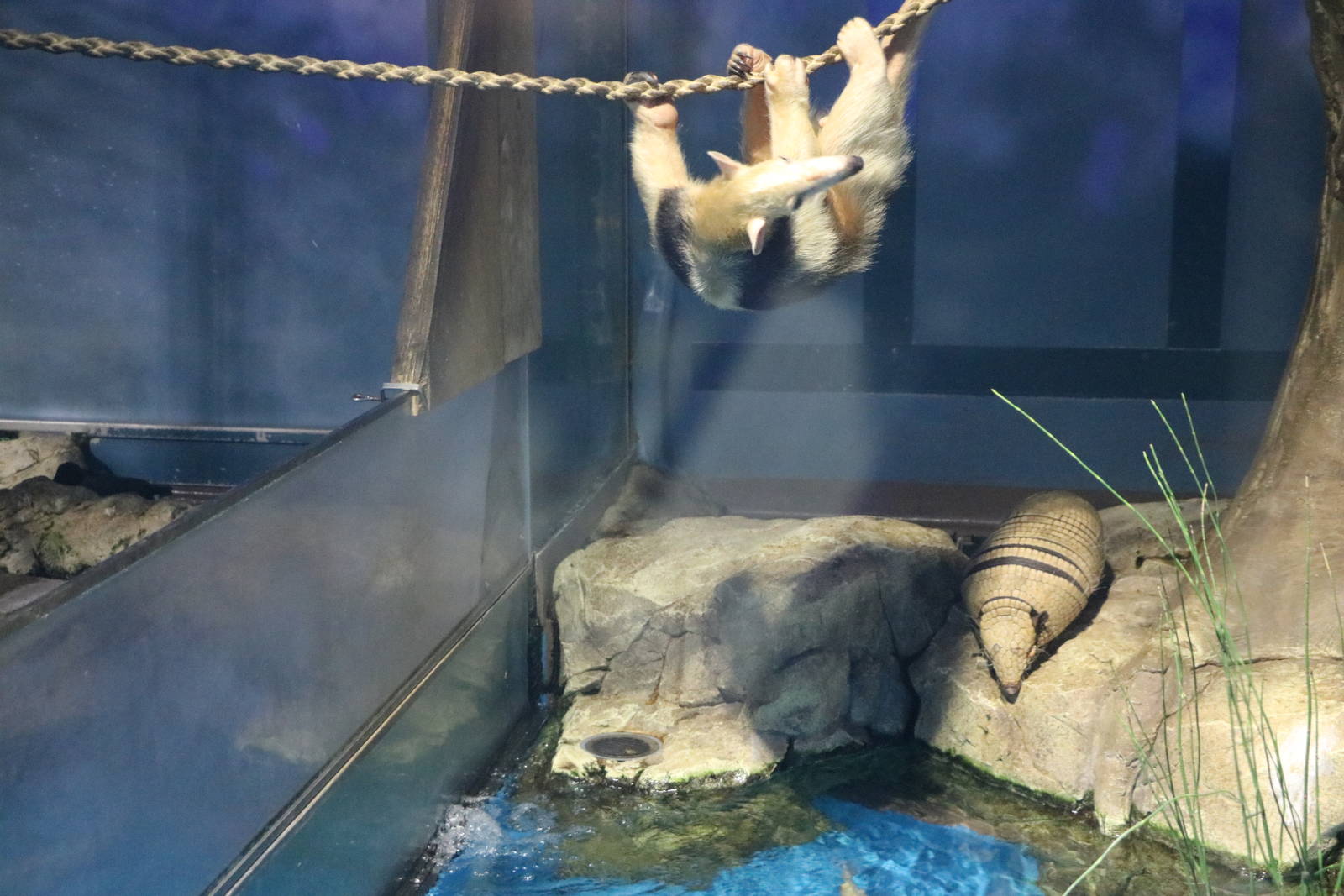 Tamandua and armadillo - Sunshine Aquarium Tokyo, February 2016