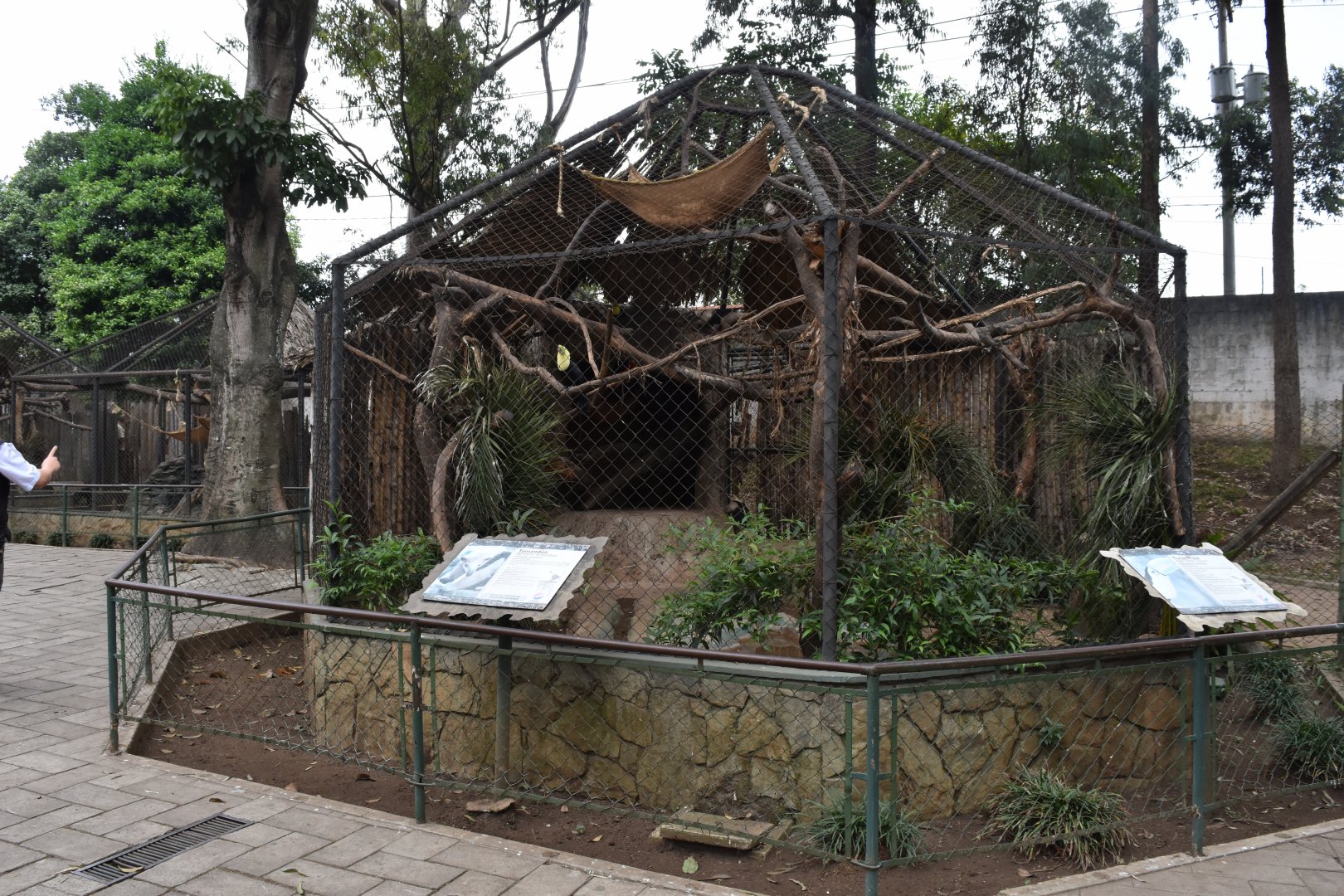 Tamandua and Keel-Billed Toucan exhibit