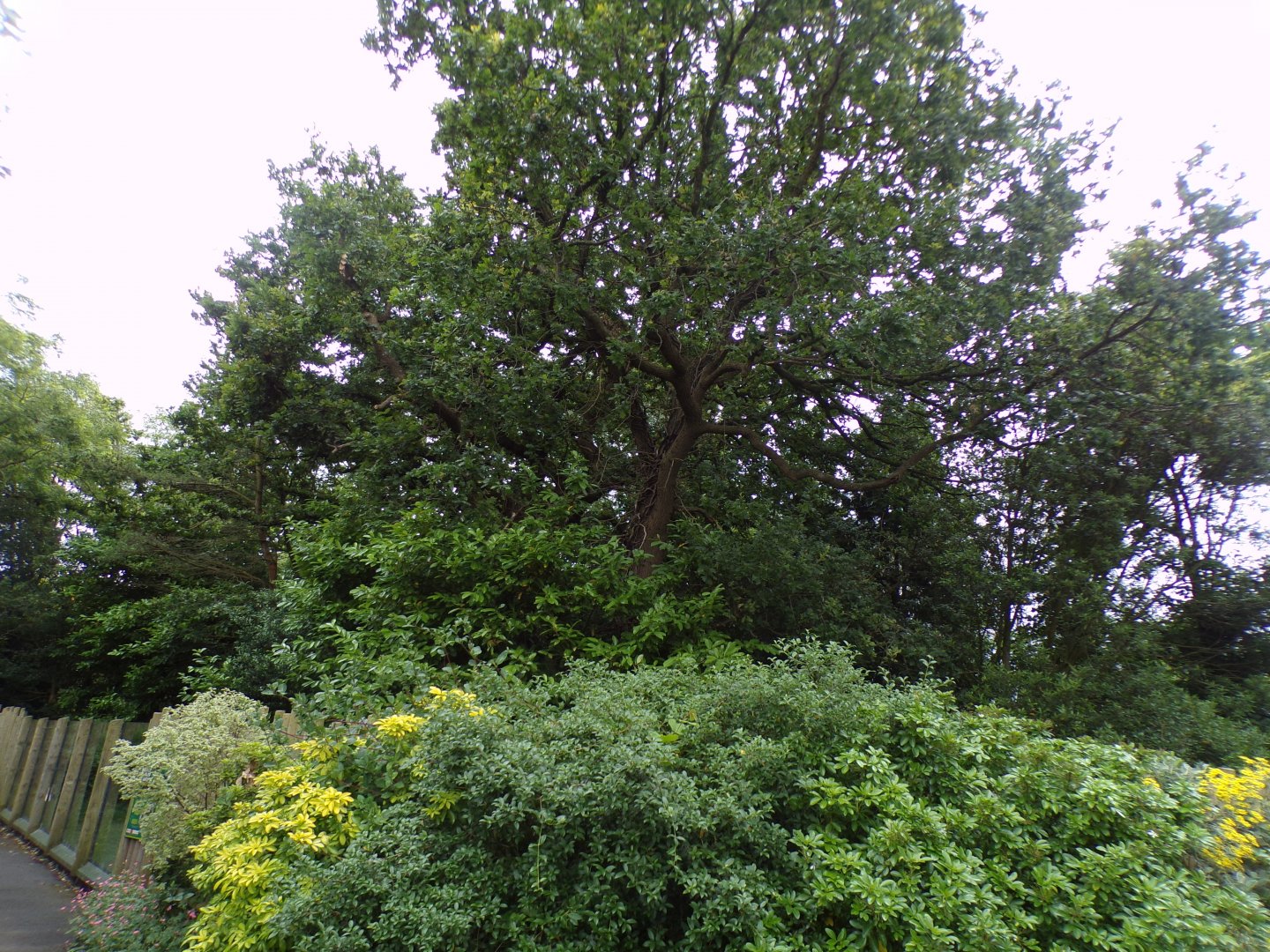 Tamandua and pied tamarin enclosure 29.6.24