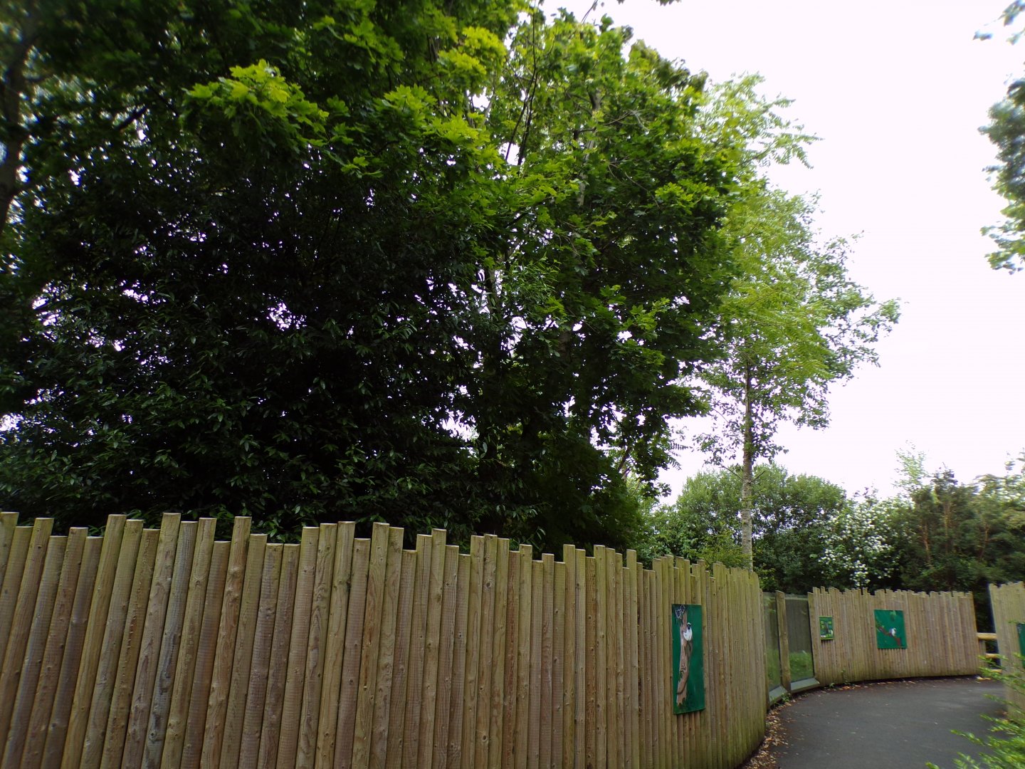 Tamandua and pied tamarin enclosure 29.6.24