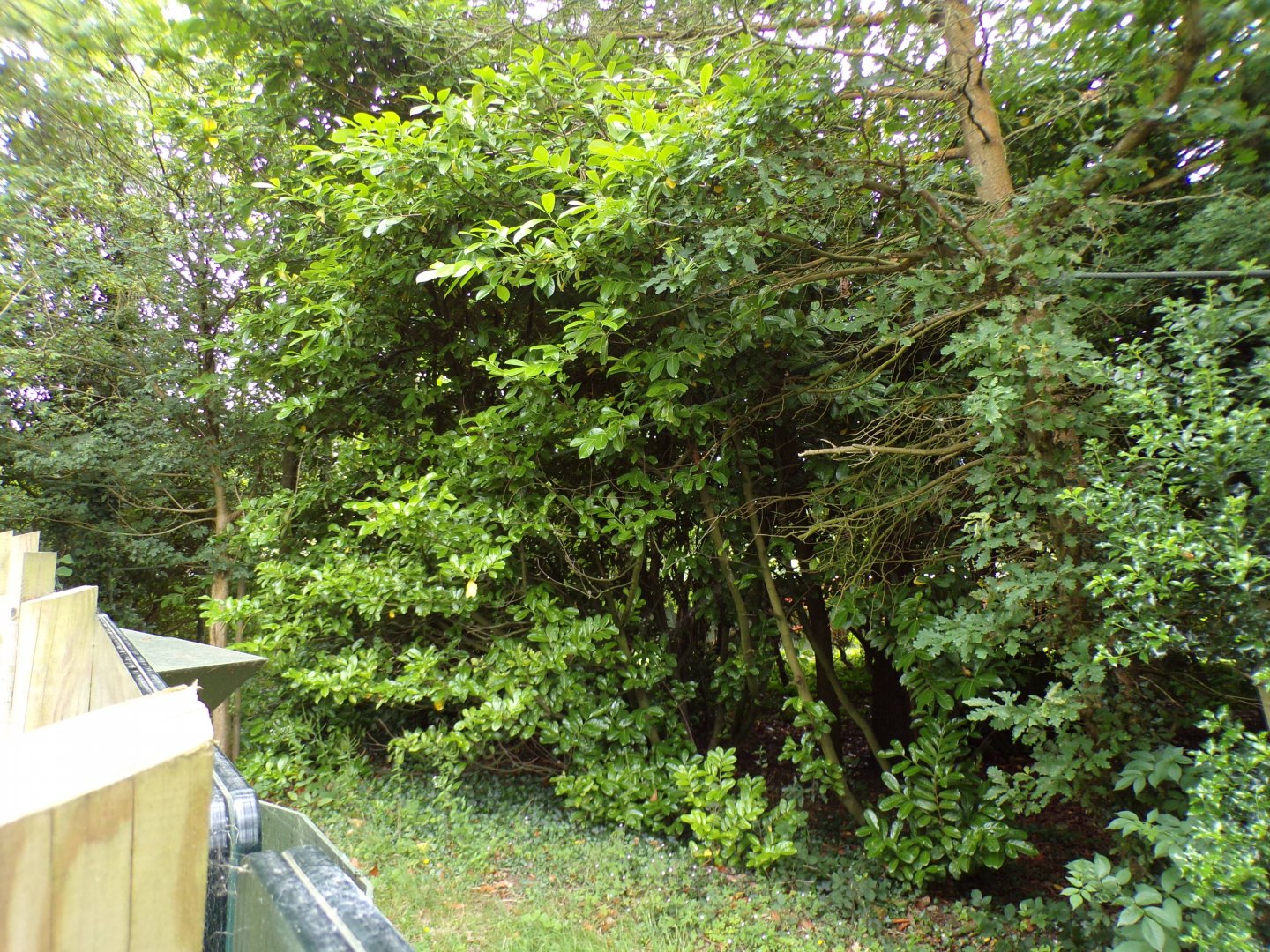 Tamandua and pied tamarin enclosure 29.6.24