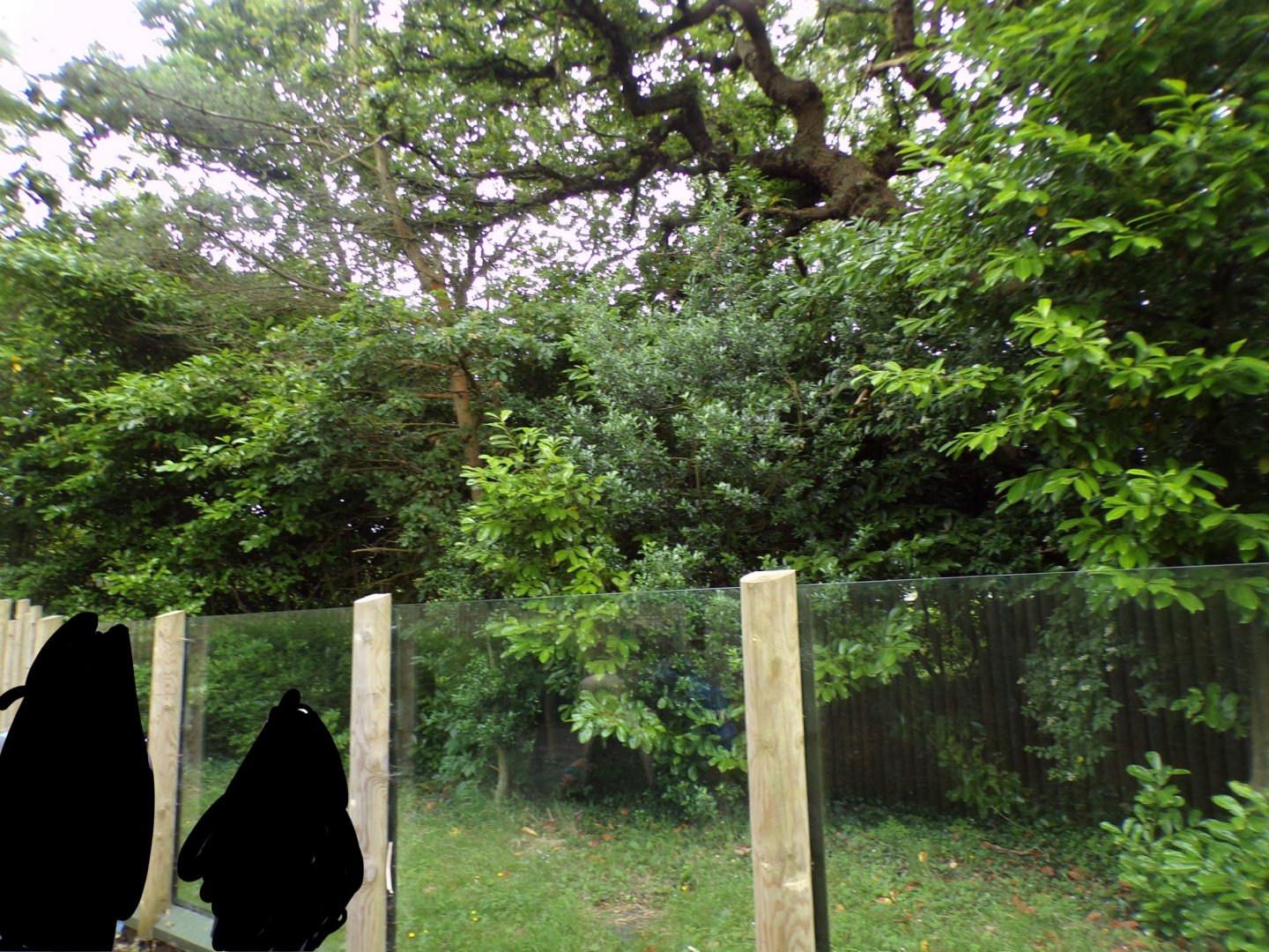 Tamandua and pied tamarin enclosure 29.6.24