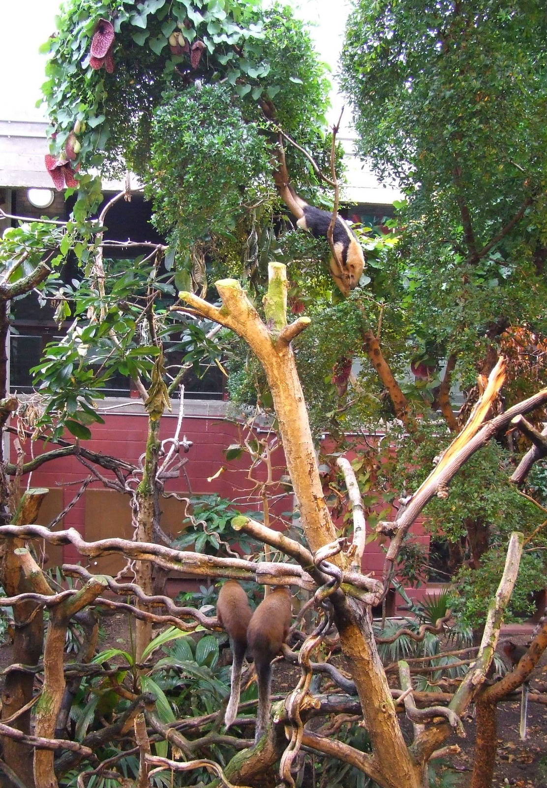 Tamandua and Red Tities