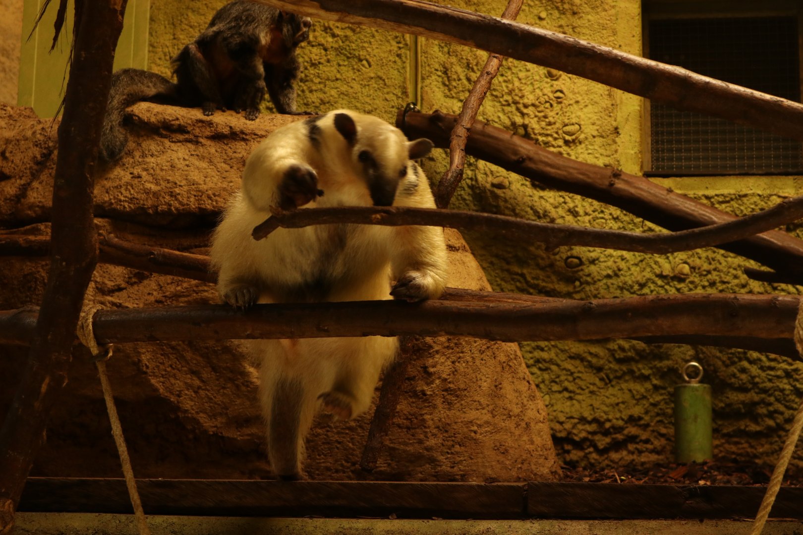 Tamandua and Saki monkey
