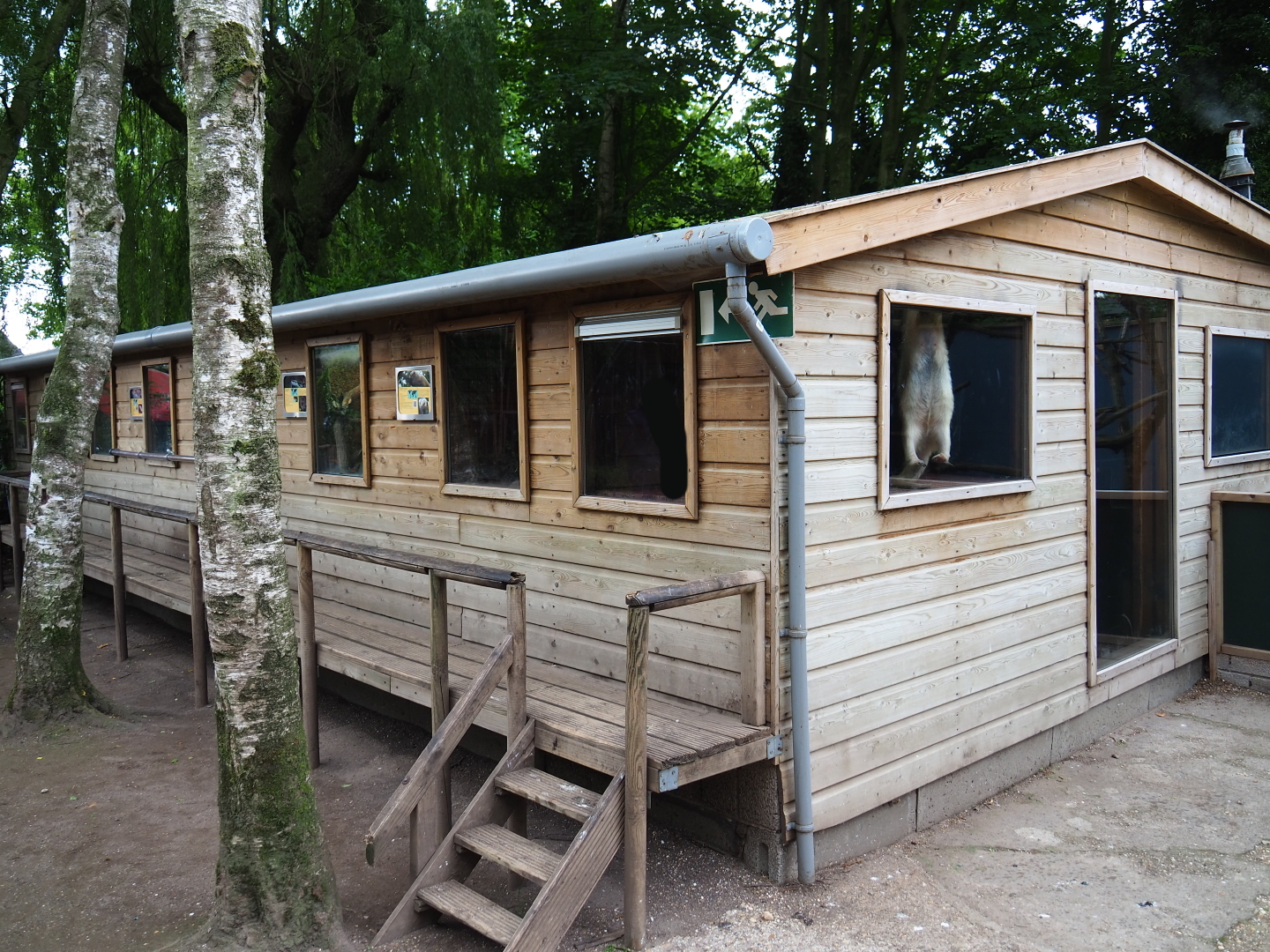 Tamandua and terrarium house, 2019-05-25