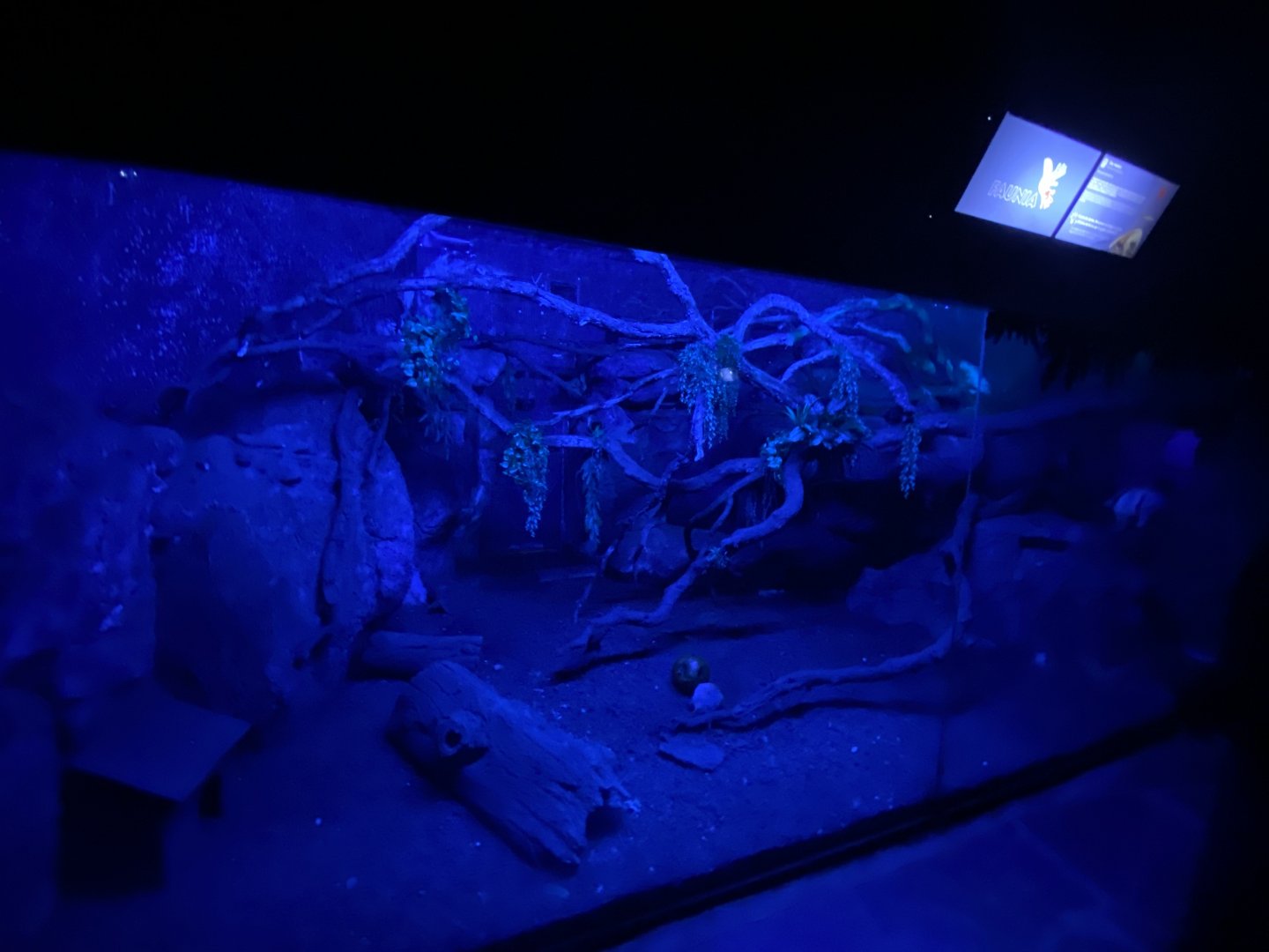 Tamandua and woylie enclosure