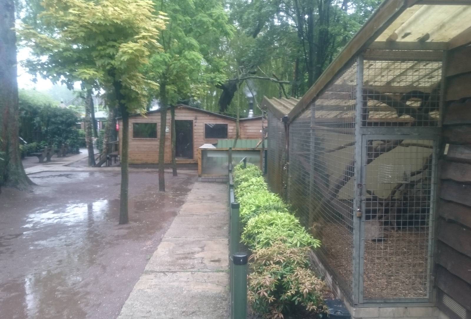 Tamandua and Yellow-throated marten enclosures