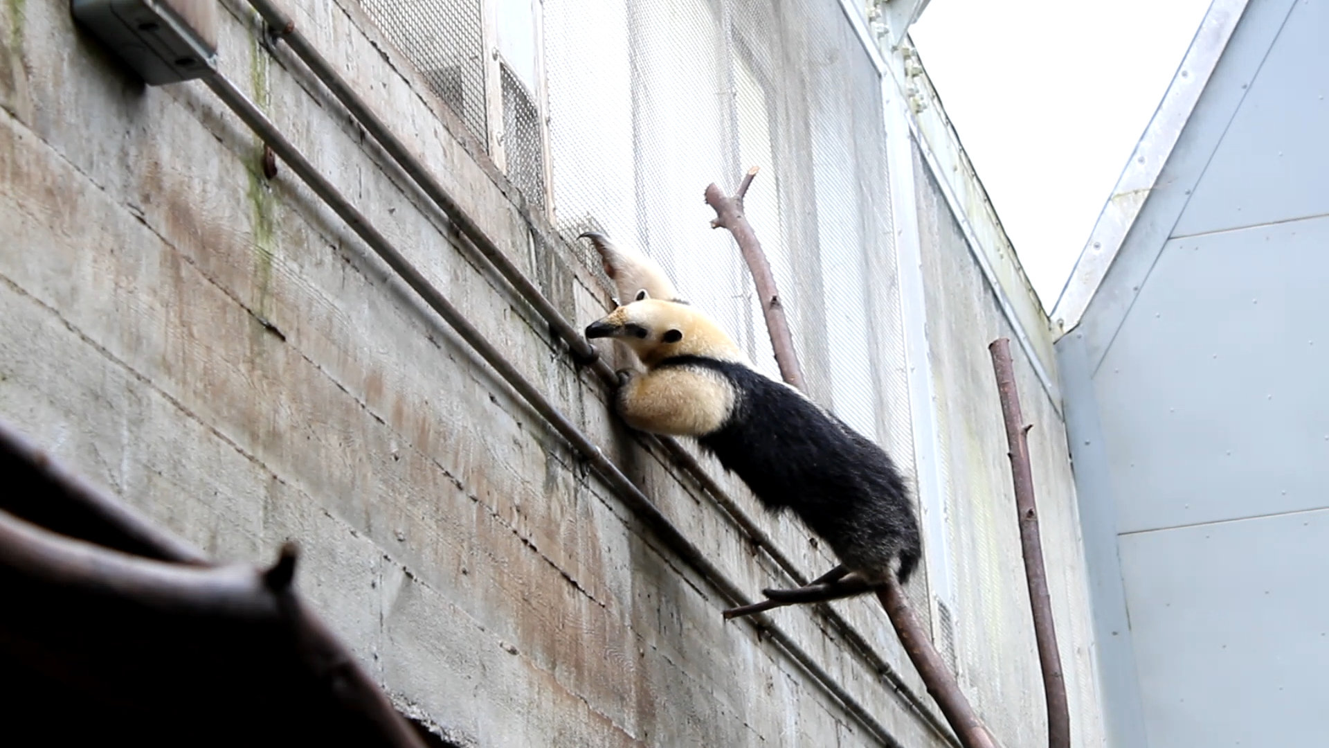 Tamandua climbing