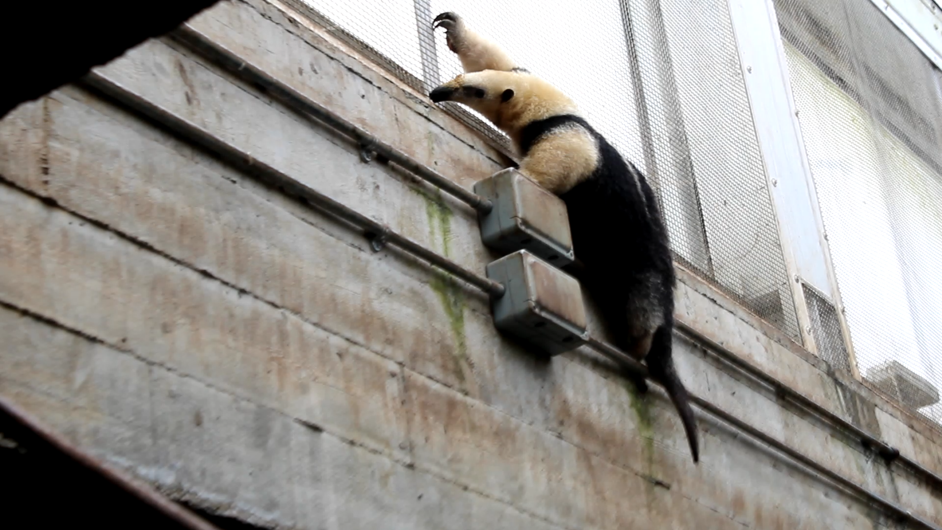 Tamandua climbing