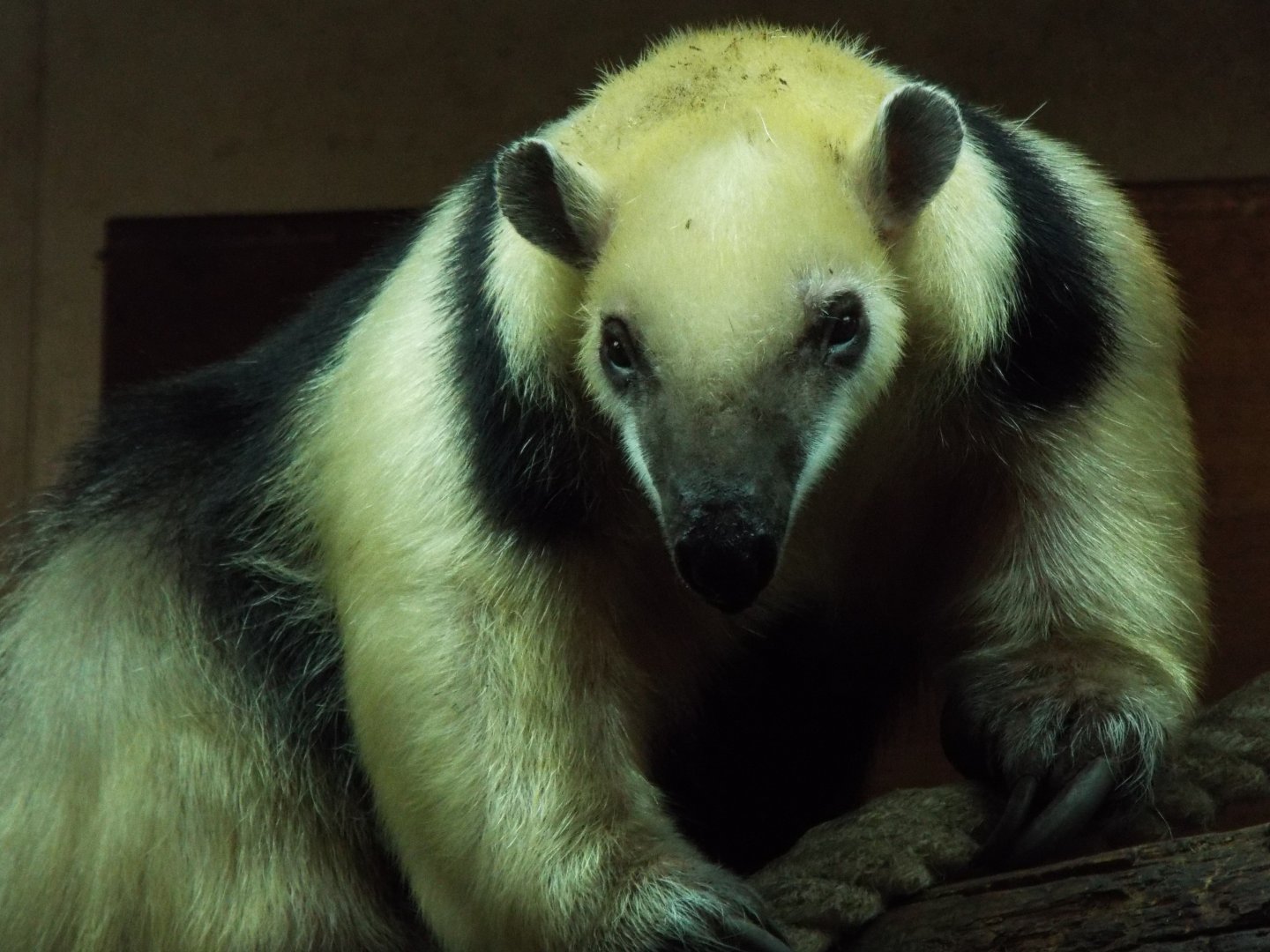 Tamandua, Colchester Zoo