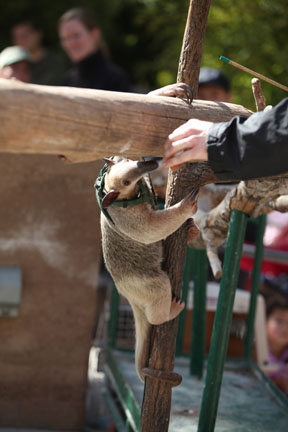 tamandua demonstration