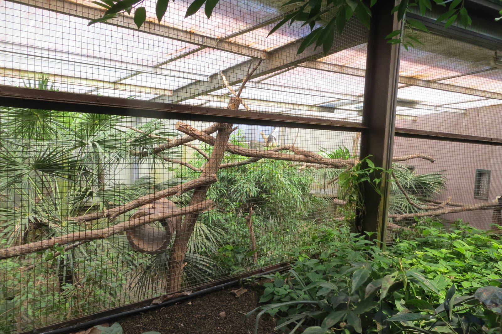 Tamandua enclosure 130816