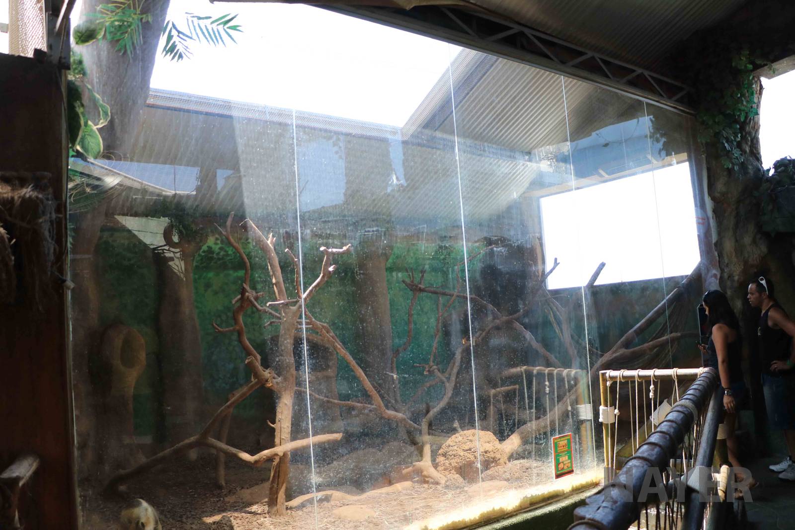 Tamandua enclosure, April 2016