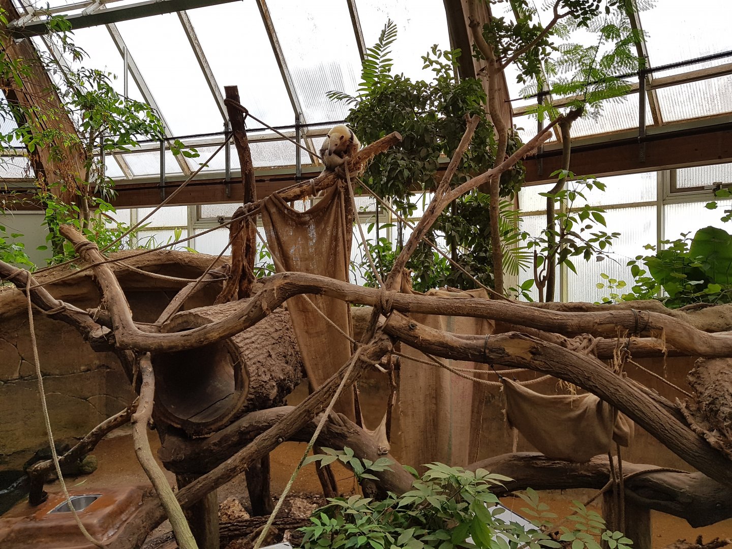 Tamandua enclosure in tropical house