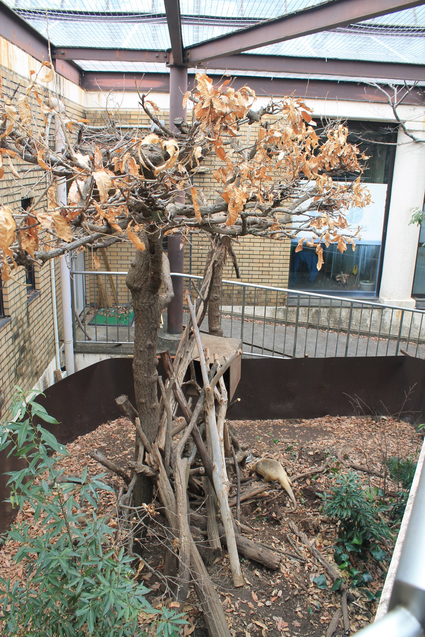 Tamandua enclosure - Saitama Childrens Zoo
