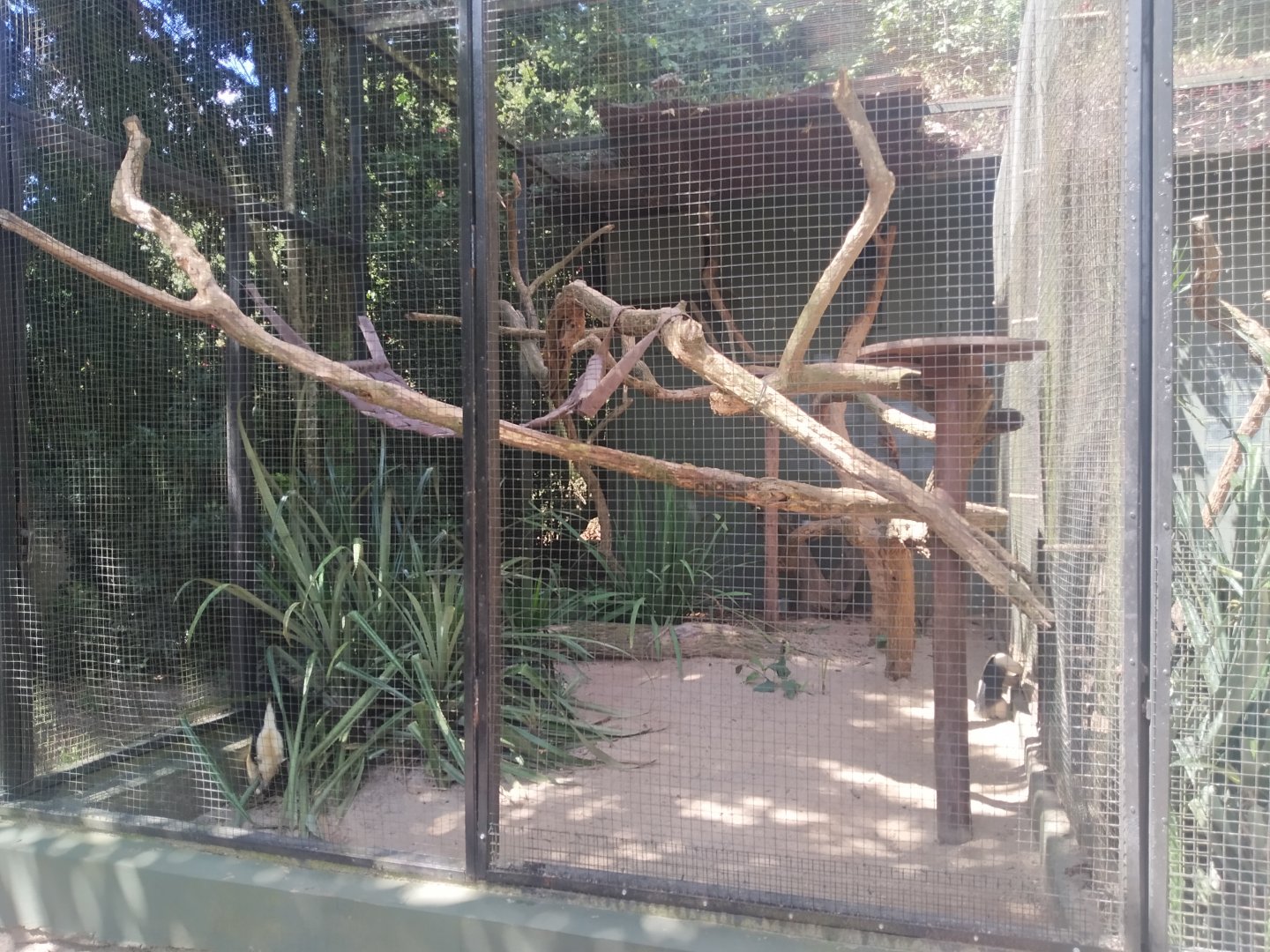 Tamandua enclosure