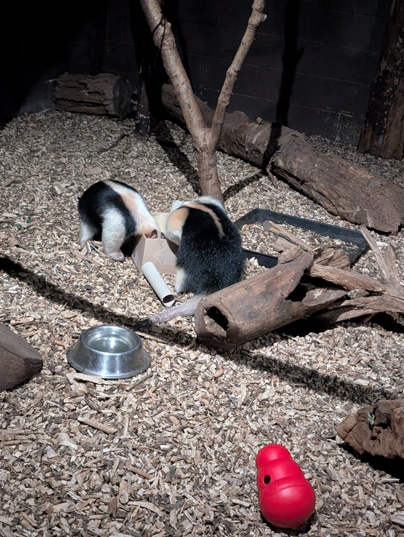 Tamandua Enrichment