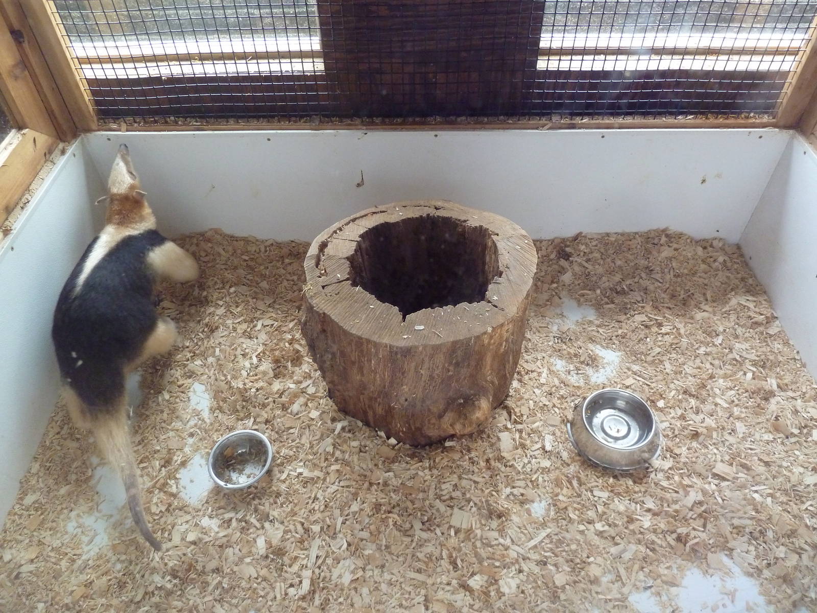 Tamandua Exhibit (a badly pacing anteater!)