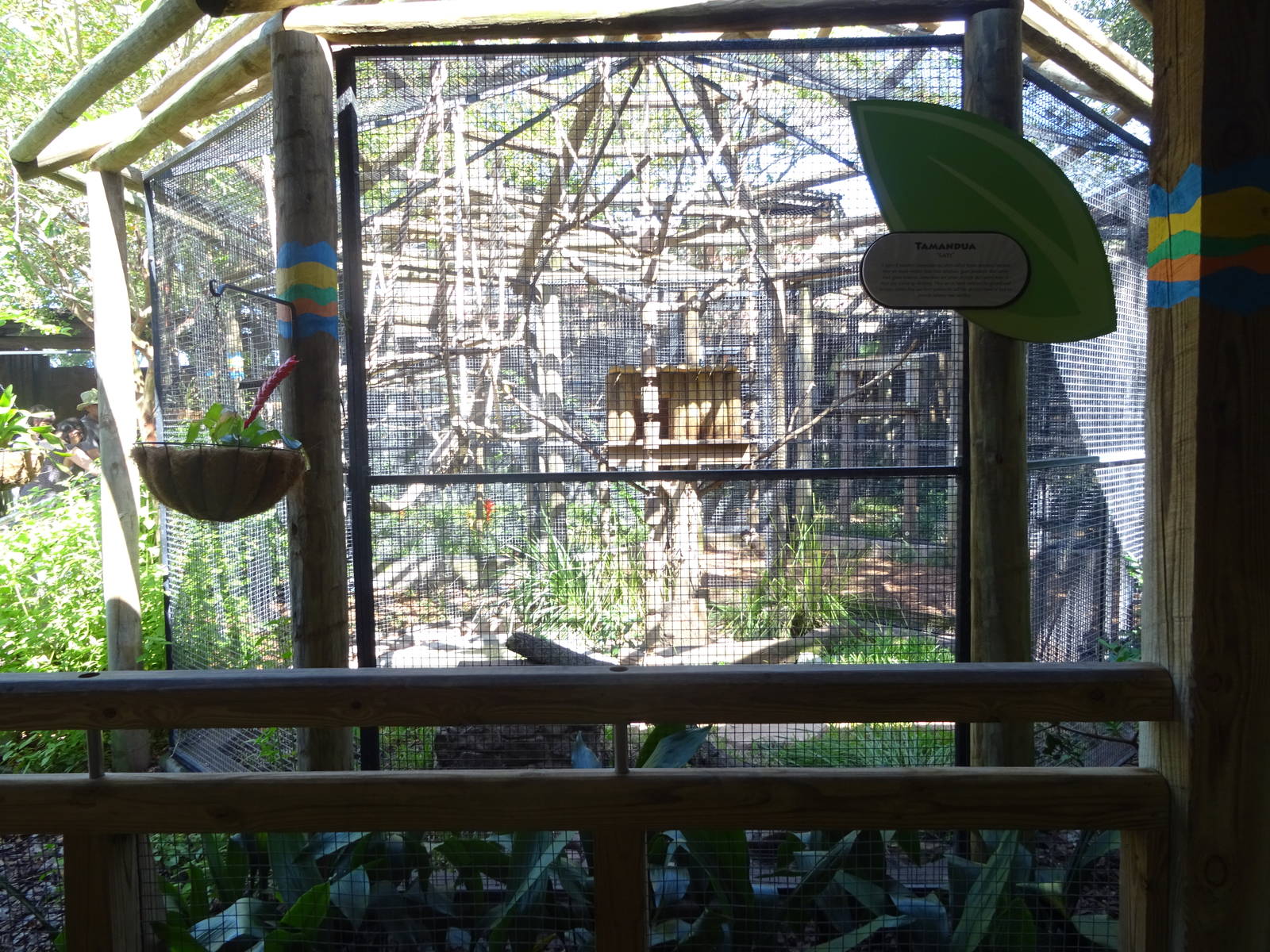 Tamandua Exhibit at Busch Gardens Tampa