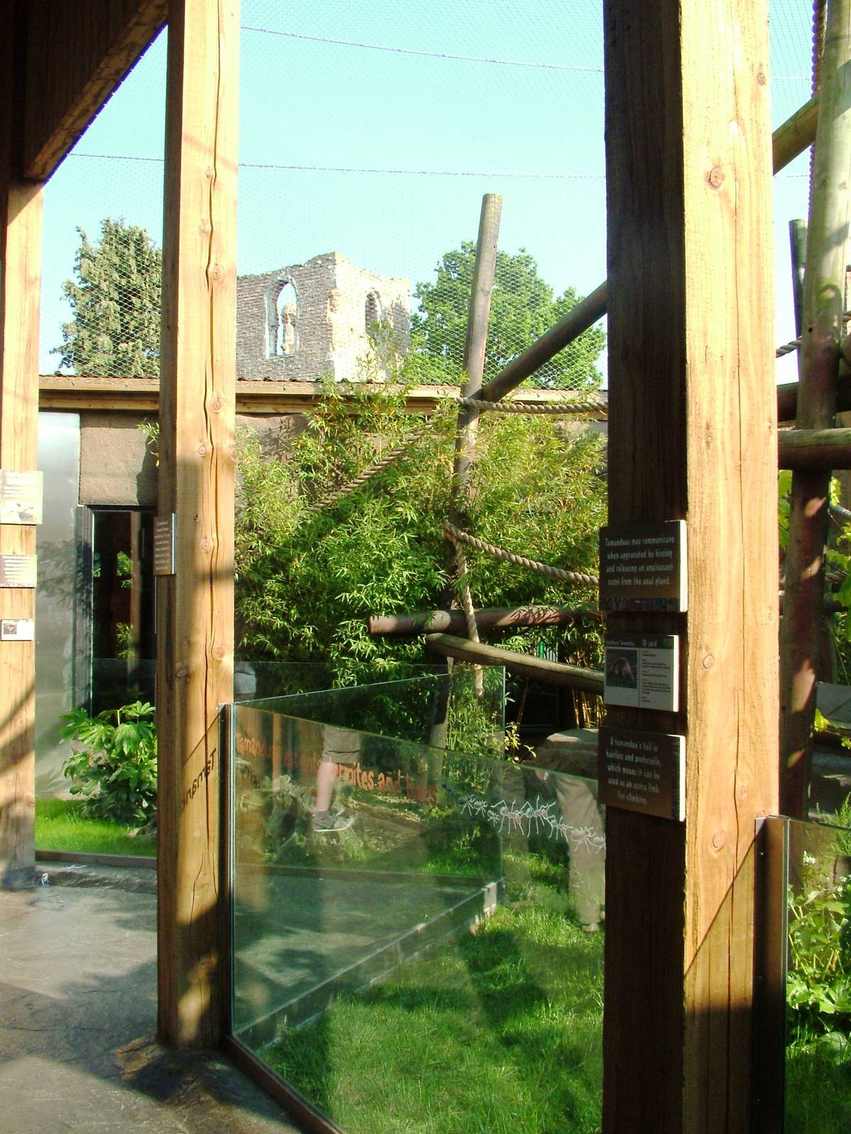 Tamandua Exhibit at Colchester, 28/05/12