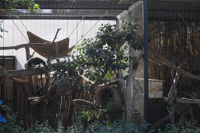 tamandua exhibit (childrens zoo)