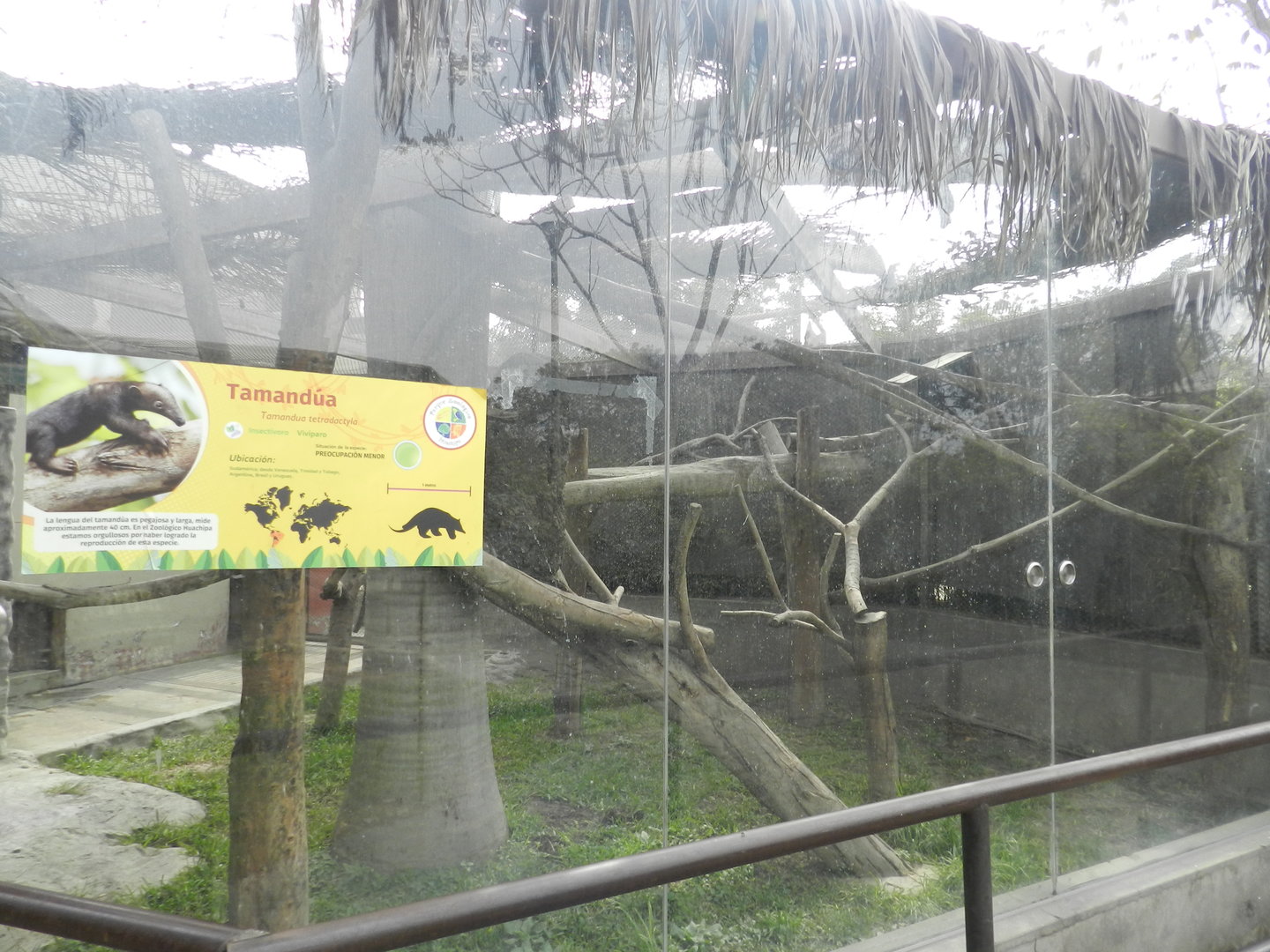 Tamandua exhibit - Parque Zoológico Huachipa