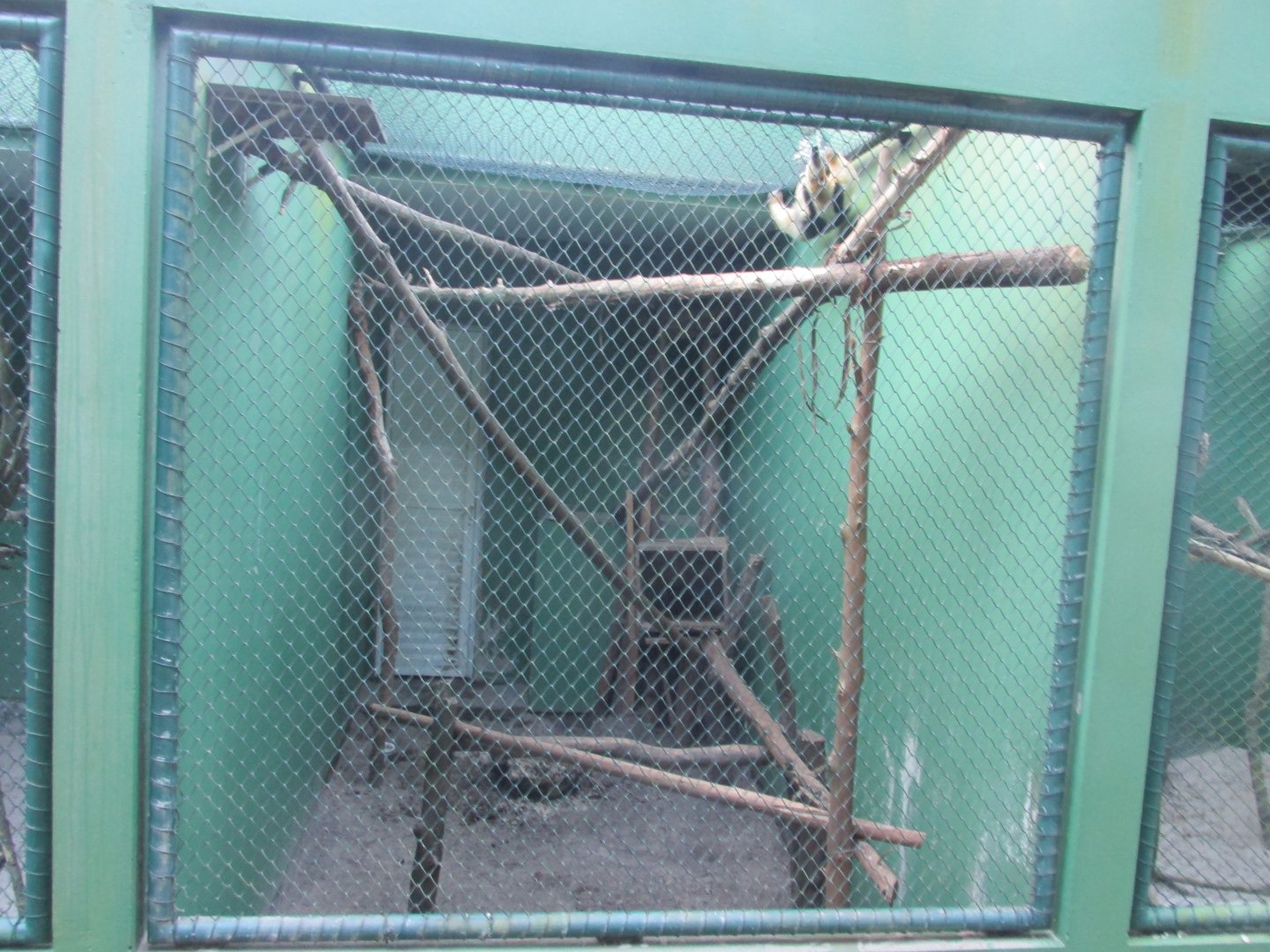 tamandua exhibit