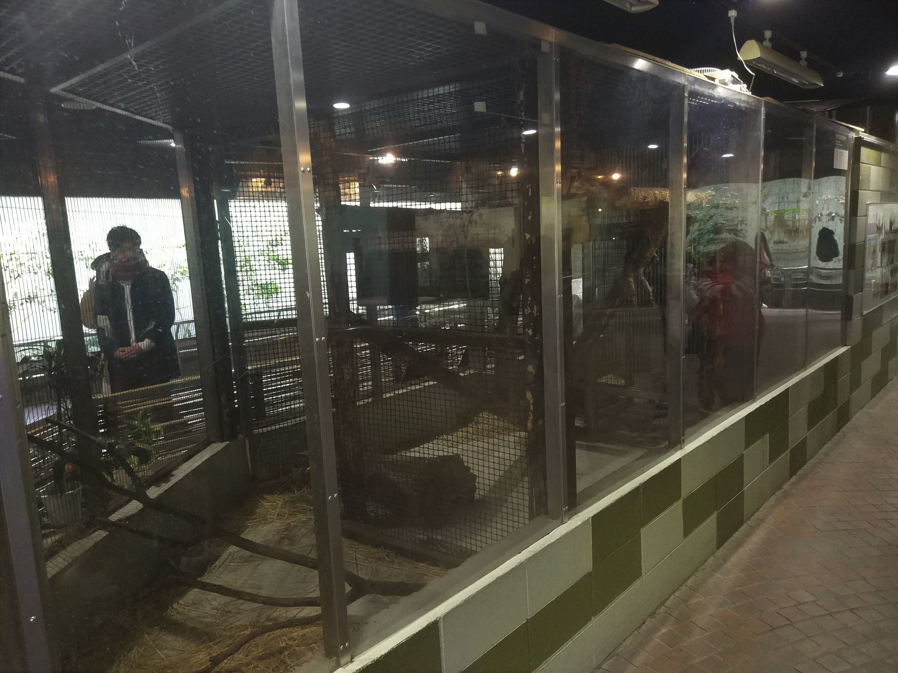 Tamandua Exhibit