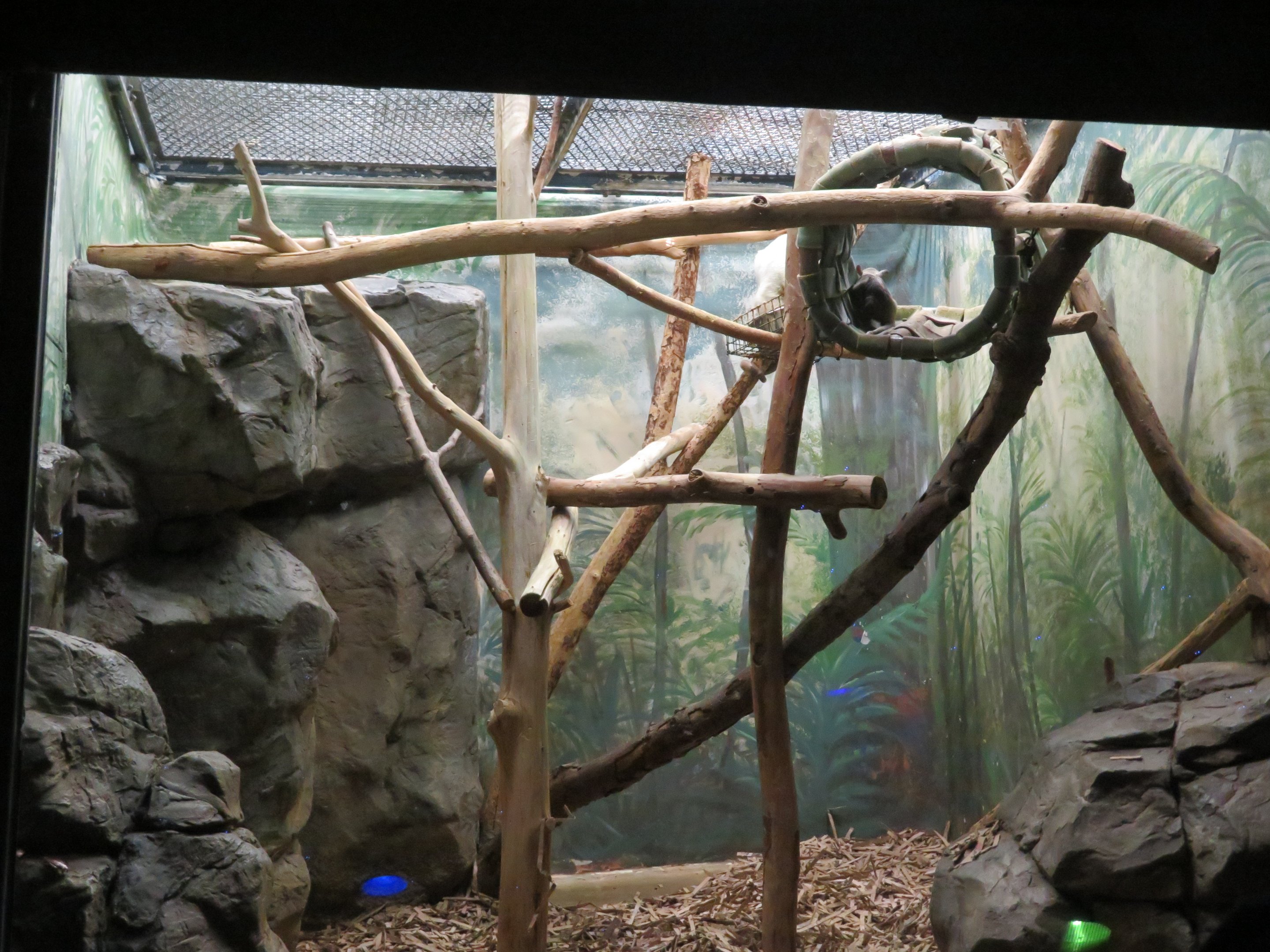 Tamandua Exhibit