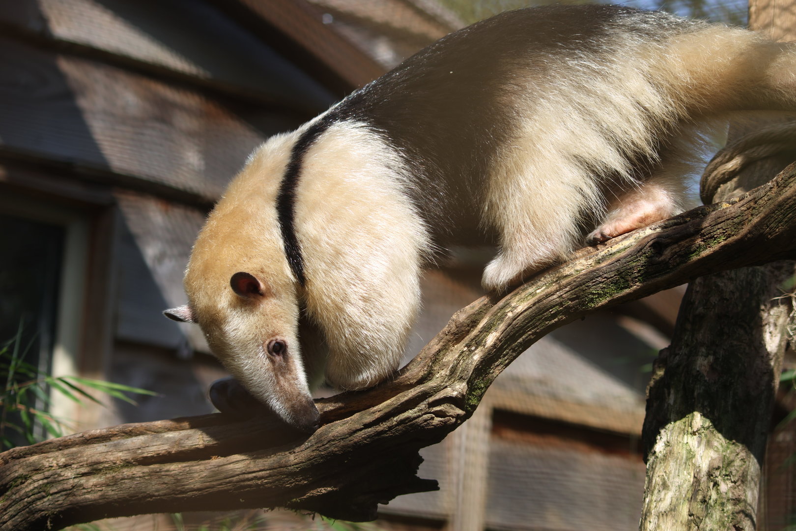 Tamandua exploring outside