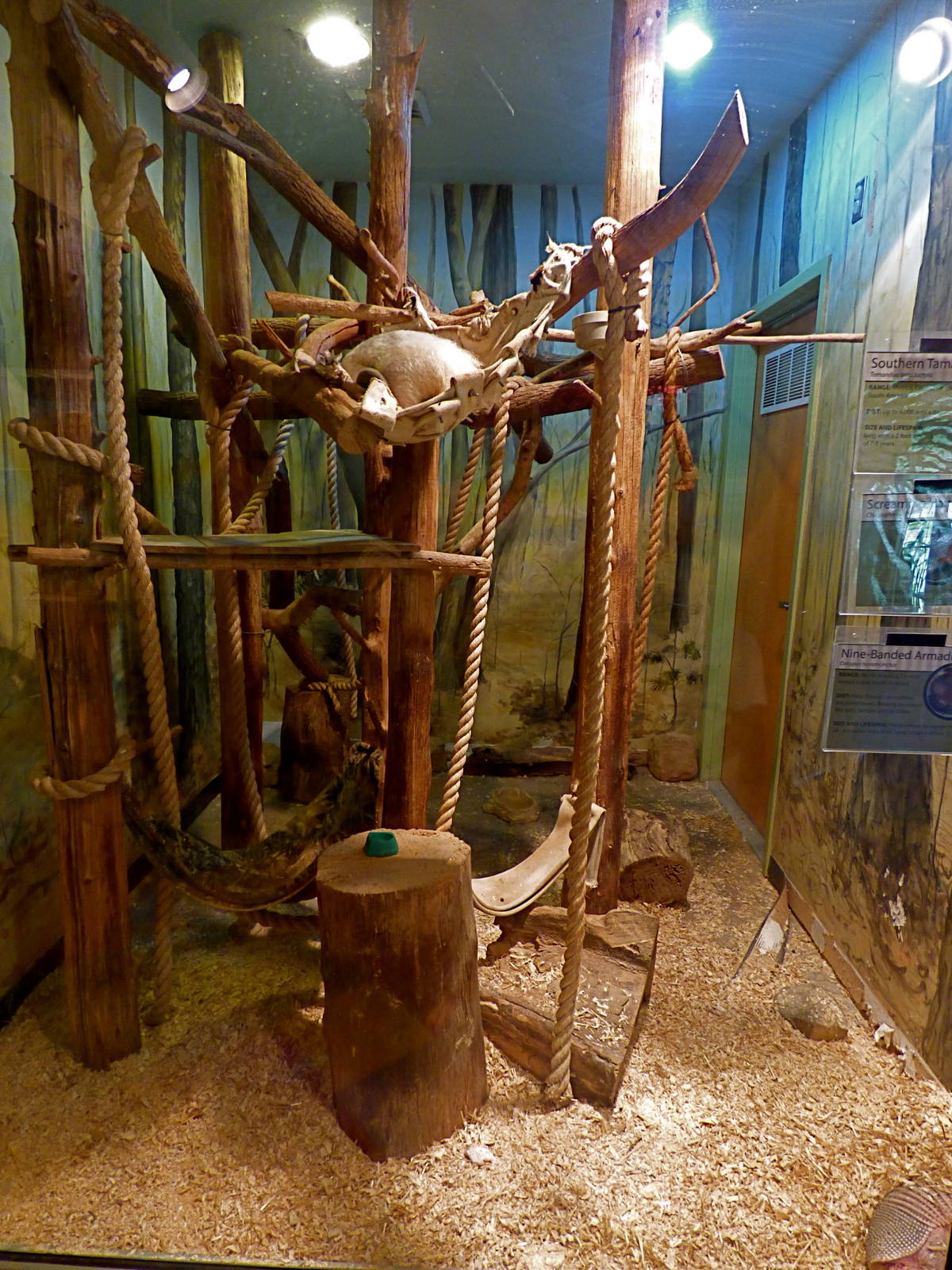 Tamandua/Hairy Screaming Armadillo/9 Banded Armadillo Exhibit