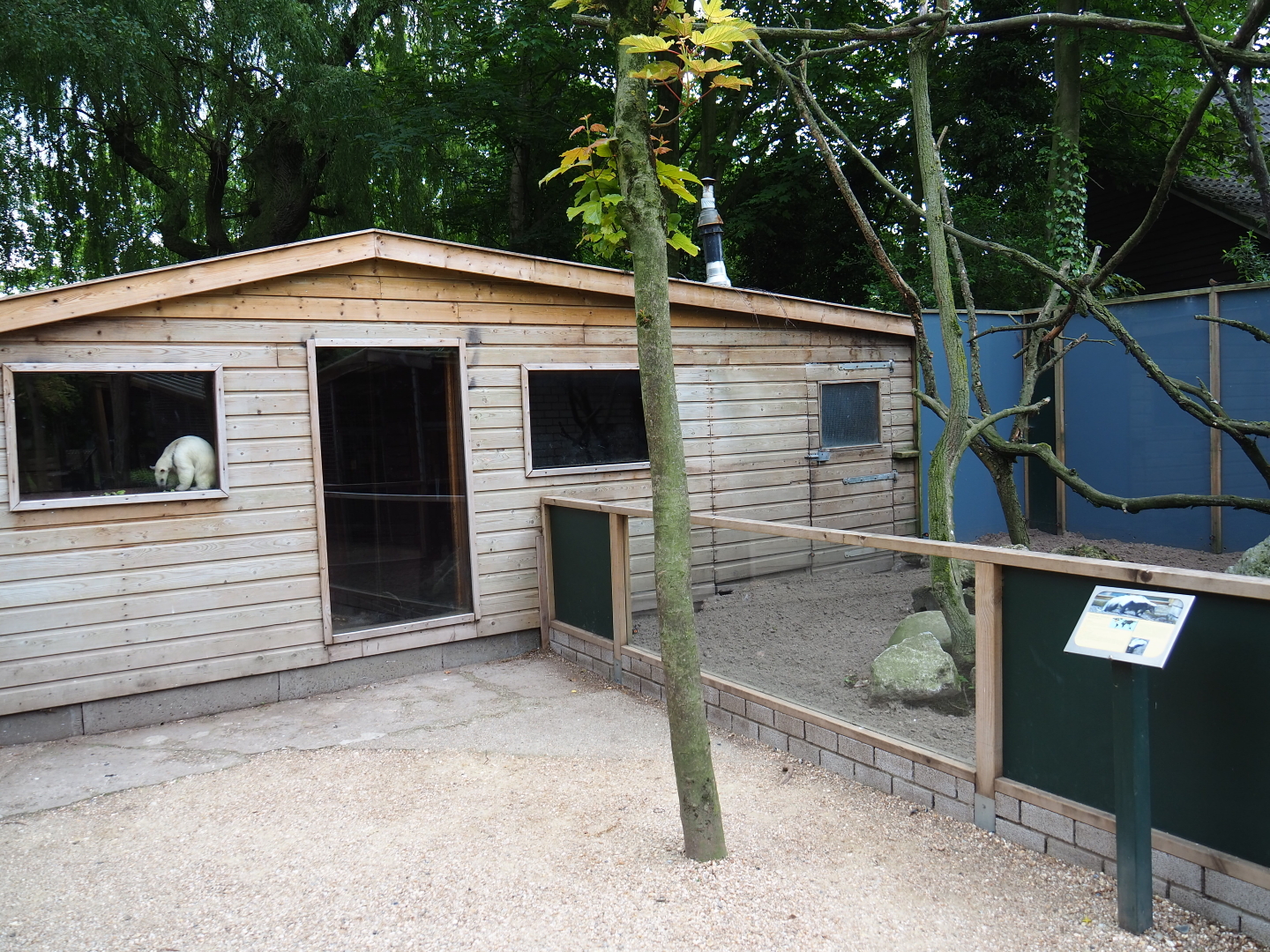 Tamandua house and striped skunk/Southern tamandua exhibit, 2019-05-25