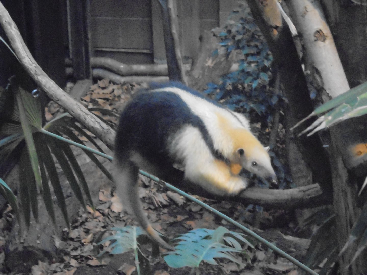 Tamandua in Rainforest World.
