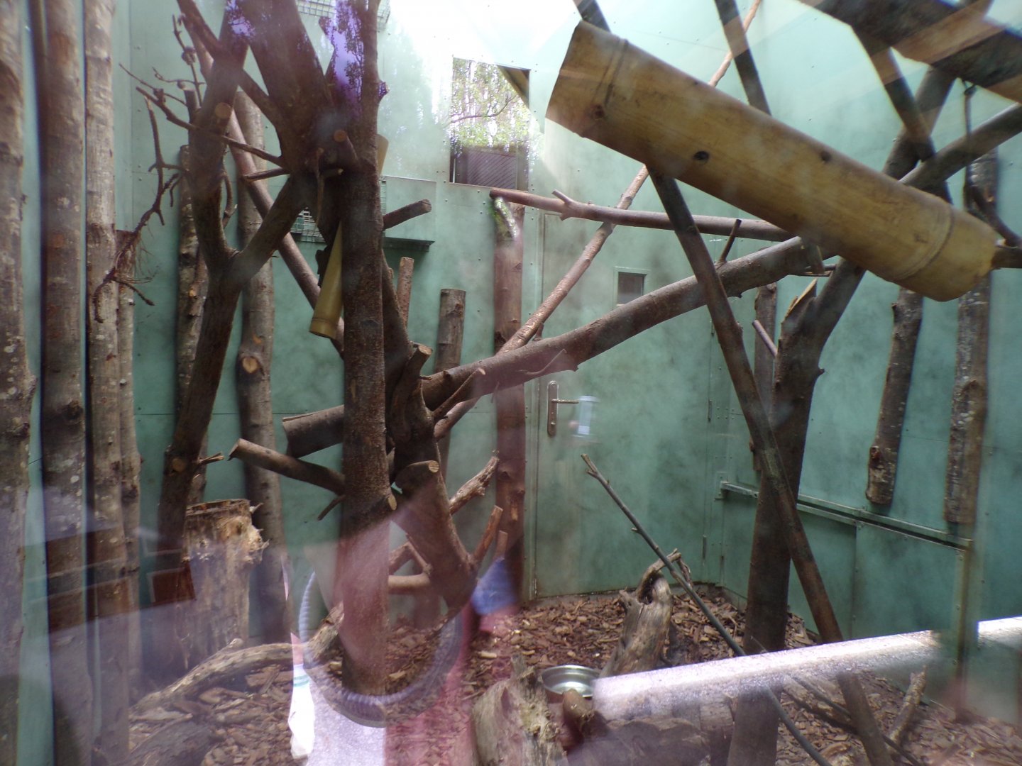 Tamandua indoors 29.6.24