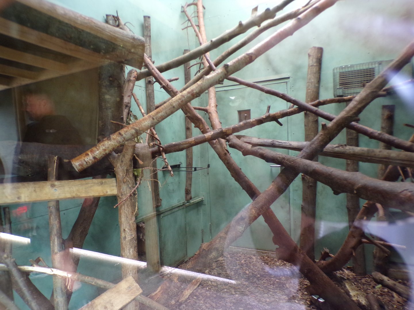 Tamandua indoors 29.6.24