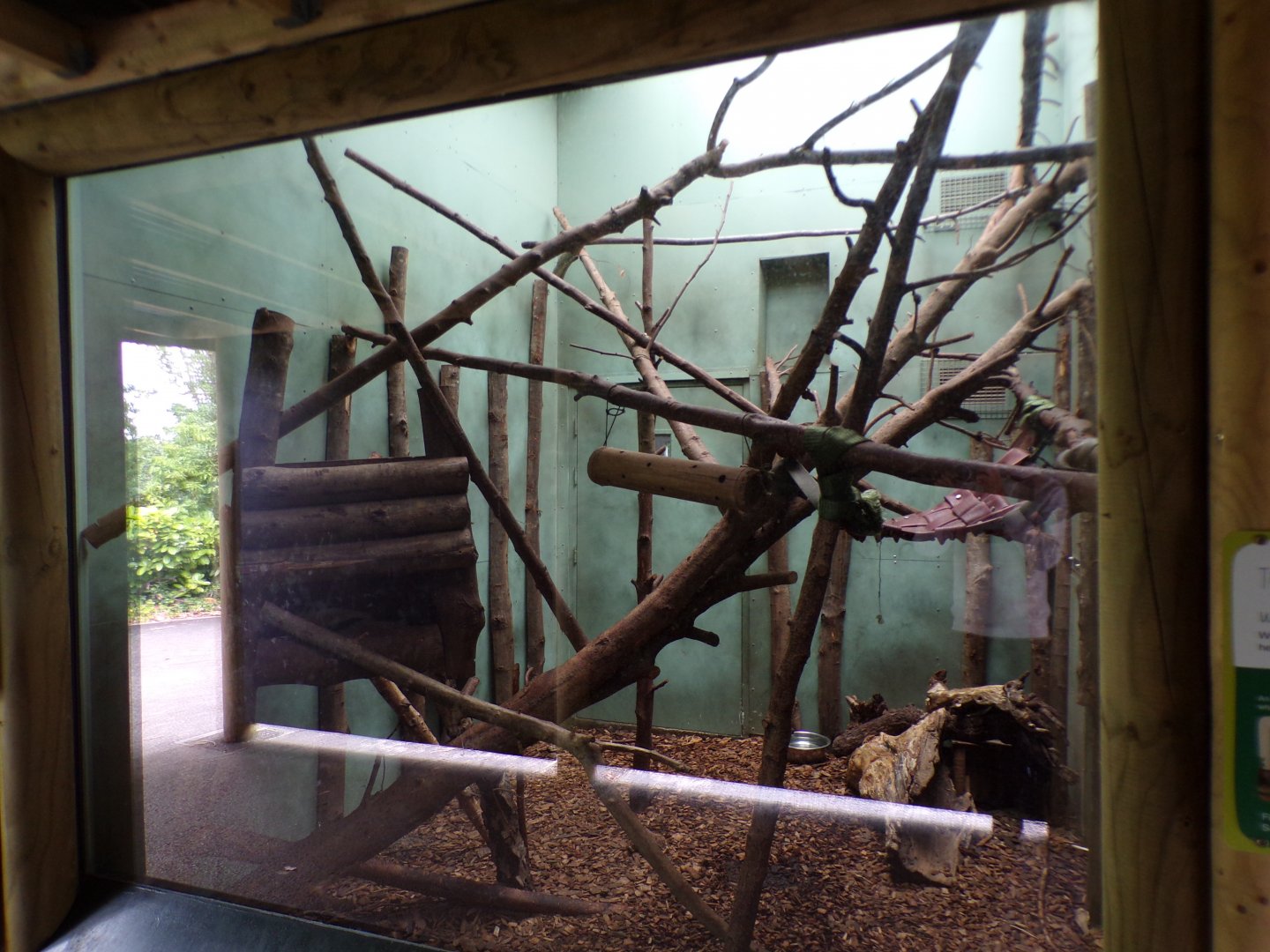 Tamandua indoors 29.6.24