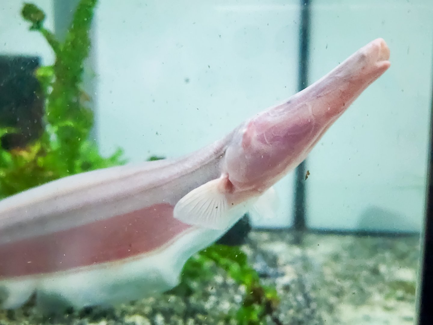 Tamandua Knifefish (Orthostenarchus tamandua)