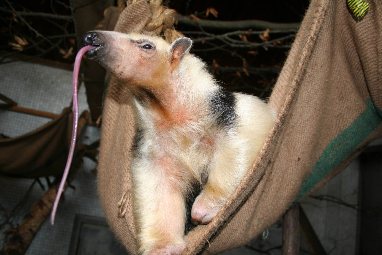 Tamandua - London 06