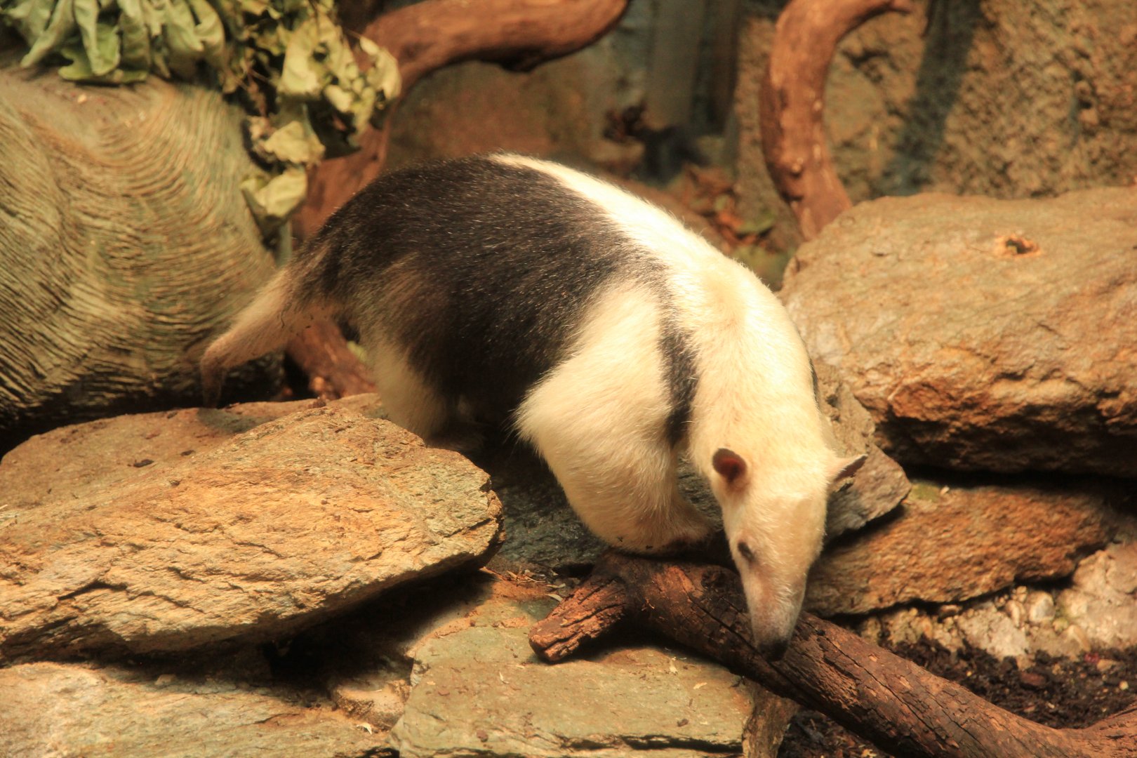 Tamandua (May 2018)