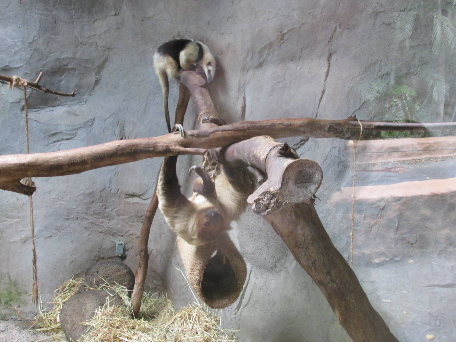 Tamandua mexicana and two toed sloth Guadalajara zoo