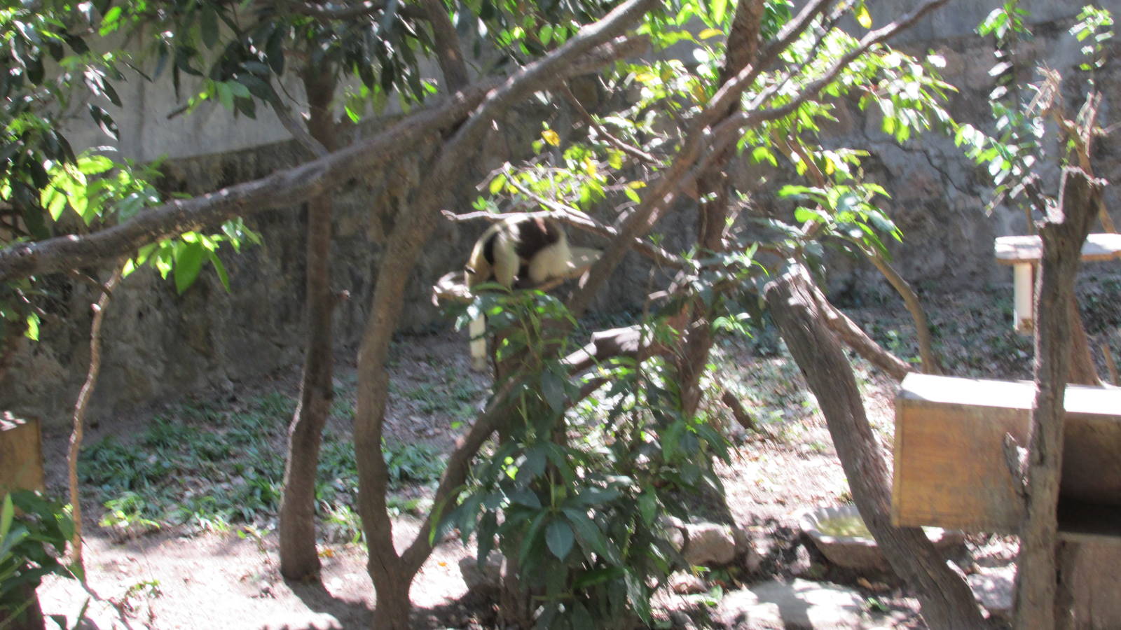 tamandua mexicana exhibit zoomat