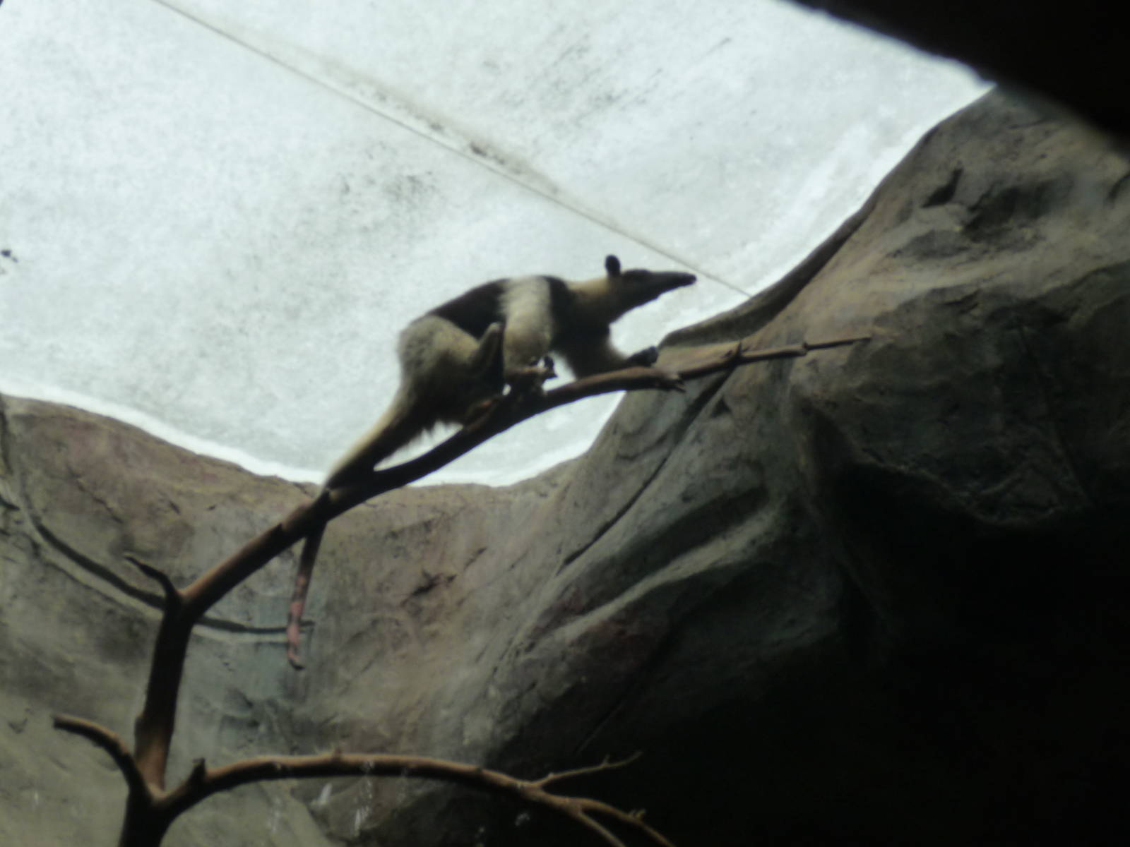 tamandua mexicana Guadalajara zoo