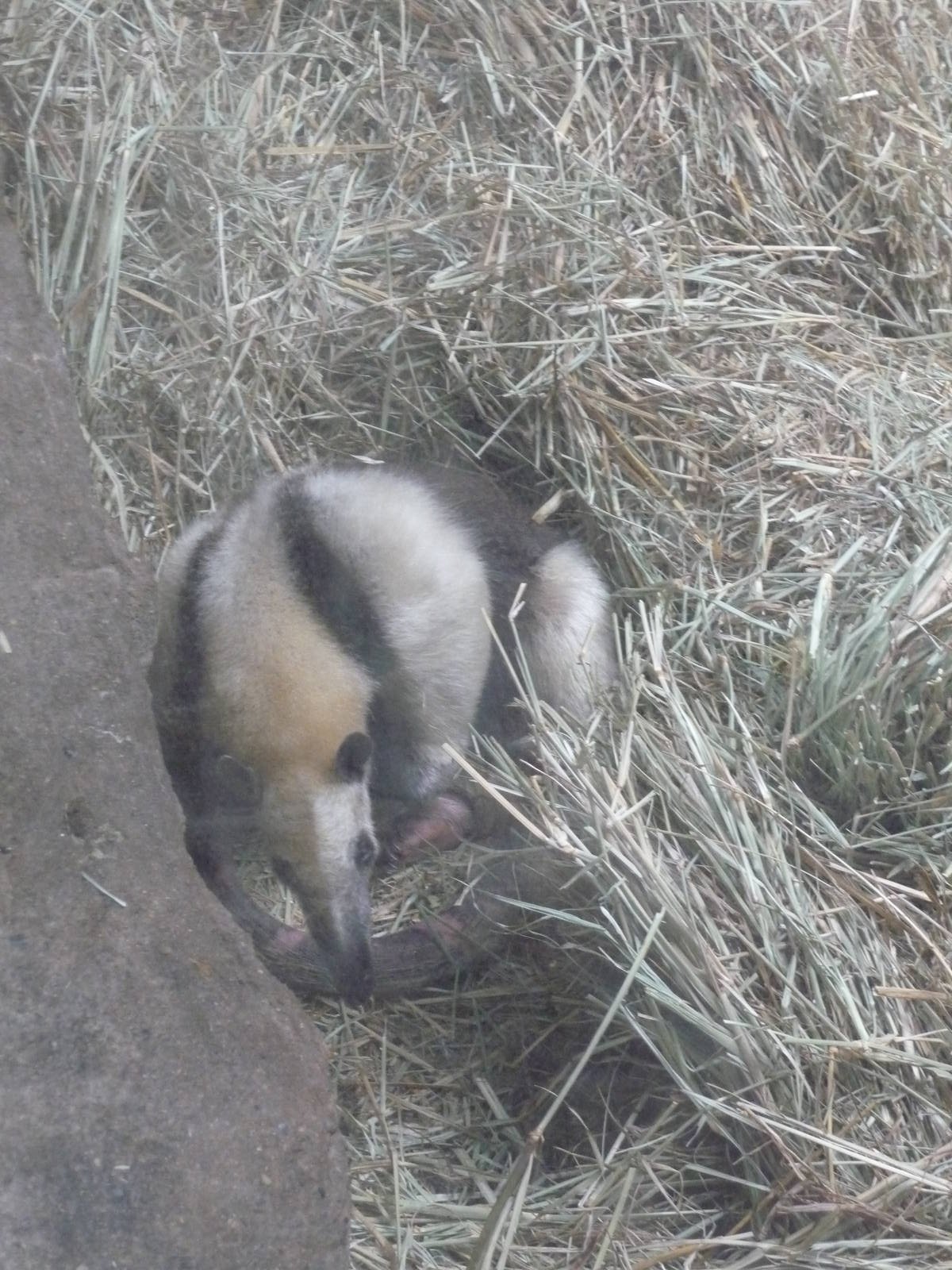 TAMANDUA MEXICANA GUADALAJARA ZOO